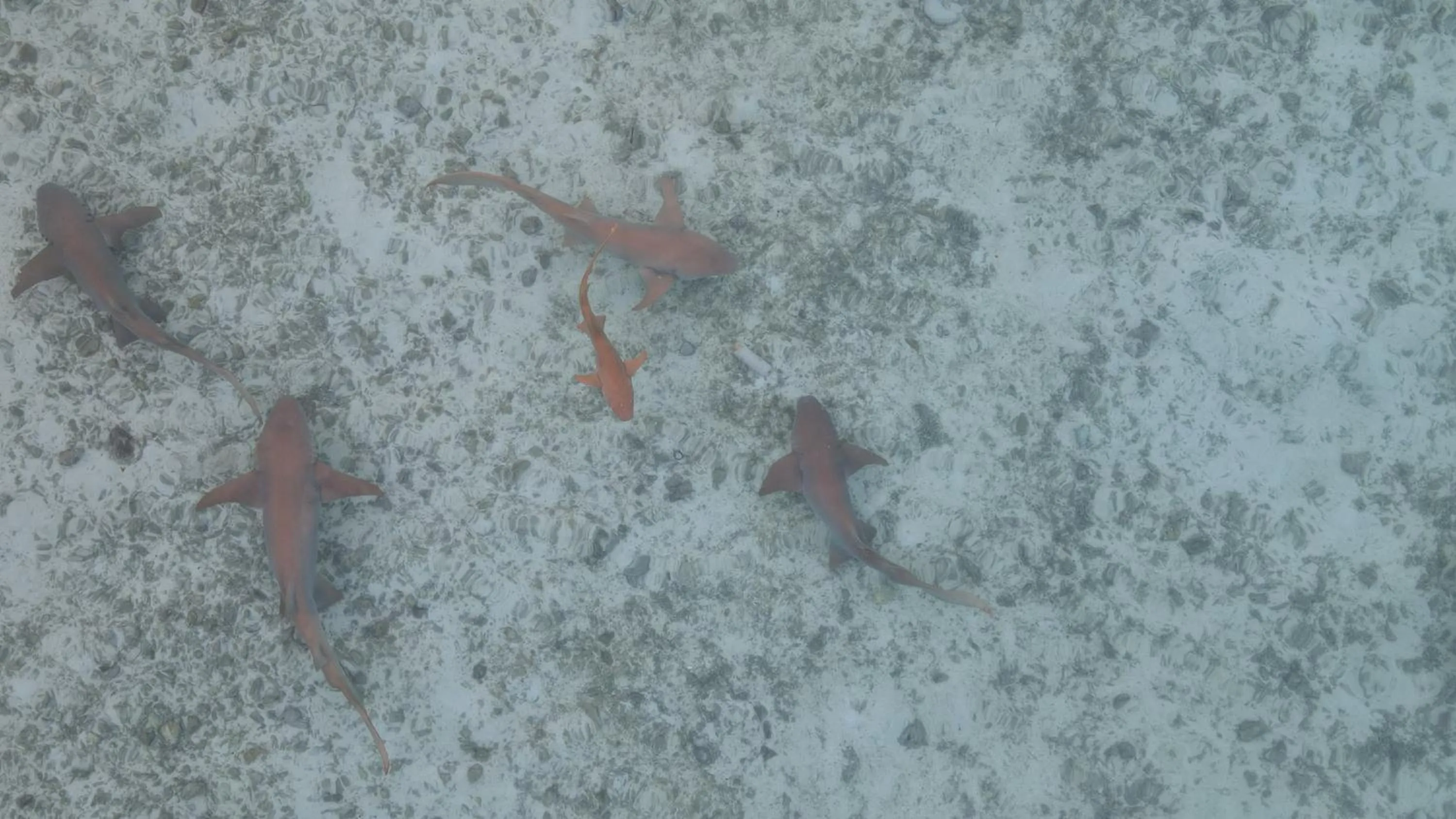 Snorkeling in Alimas Holiday Retreat Maldives
