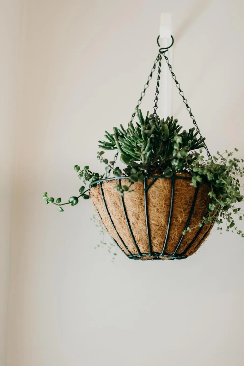 Patio in The Cottage Pie Guest House