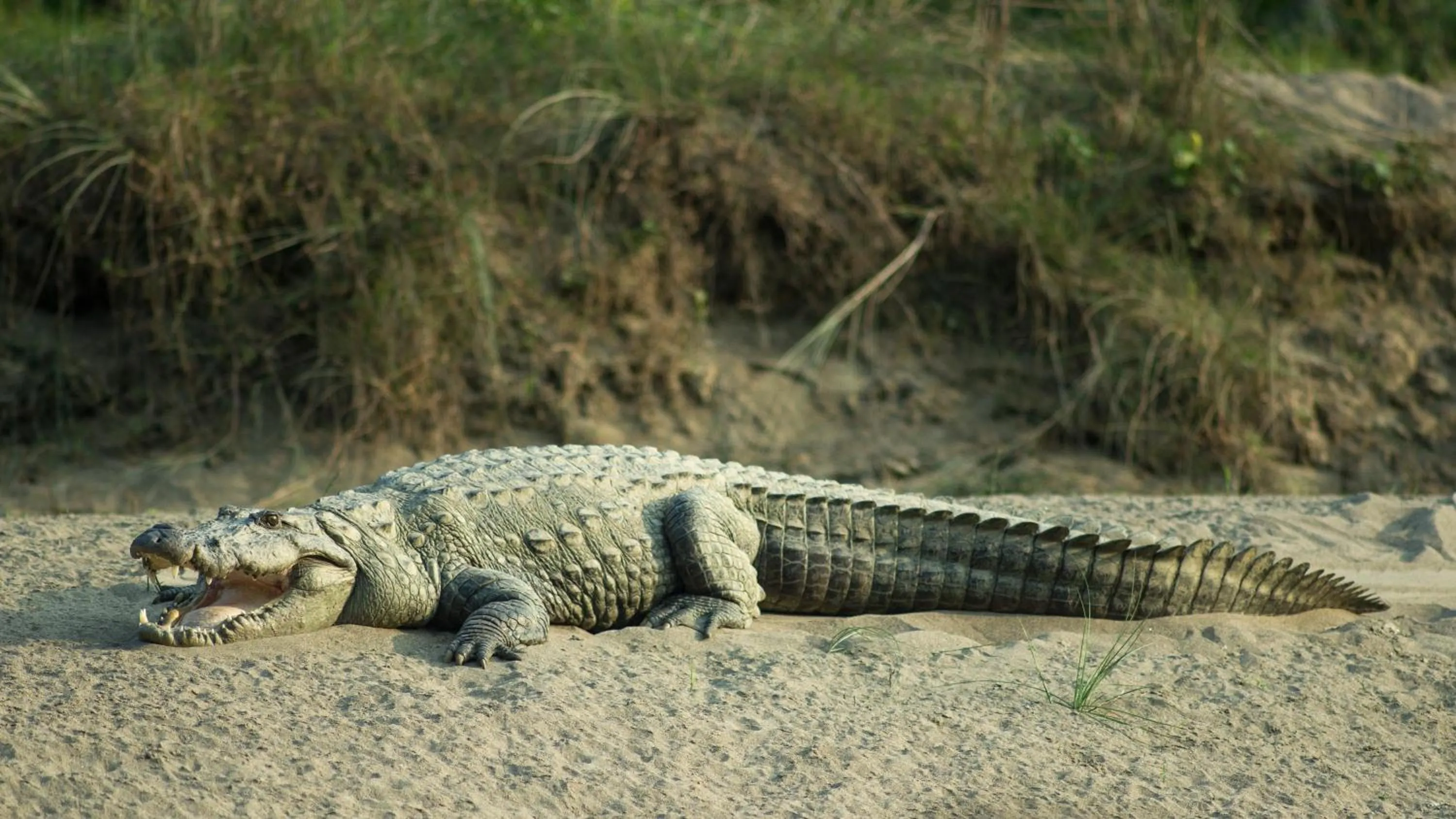 Animals in Green Mansions Jungle Resort