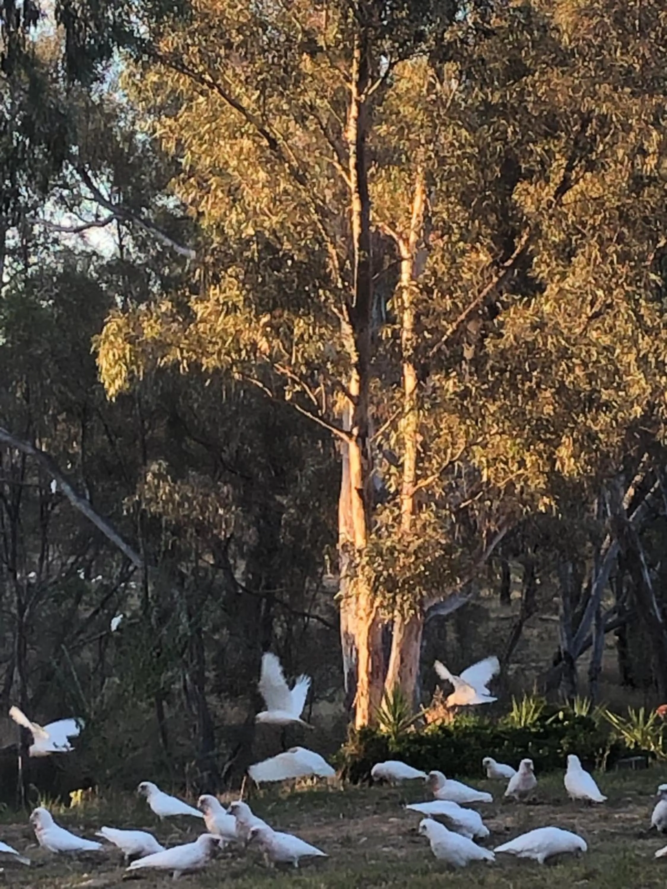 Animals in Avoca Cottages VICTORIA