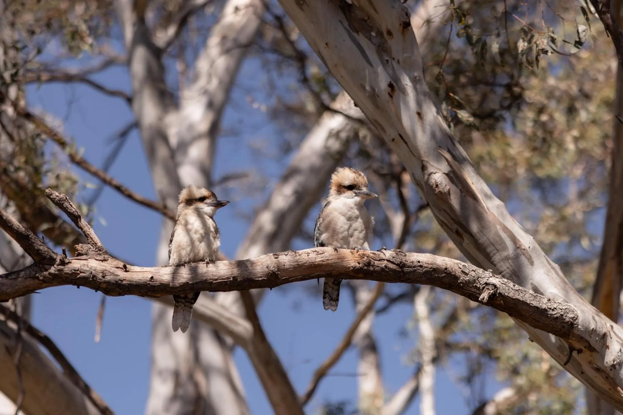 Natural landscape in Avoca Cottages VICTORIA