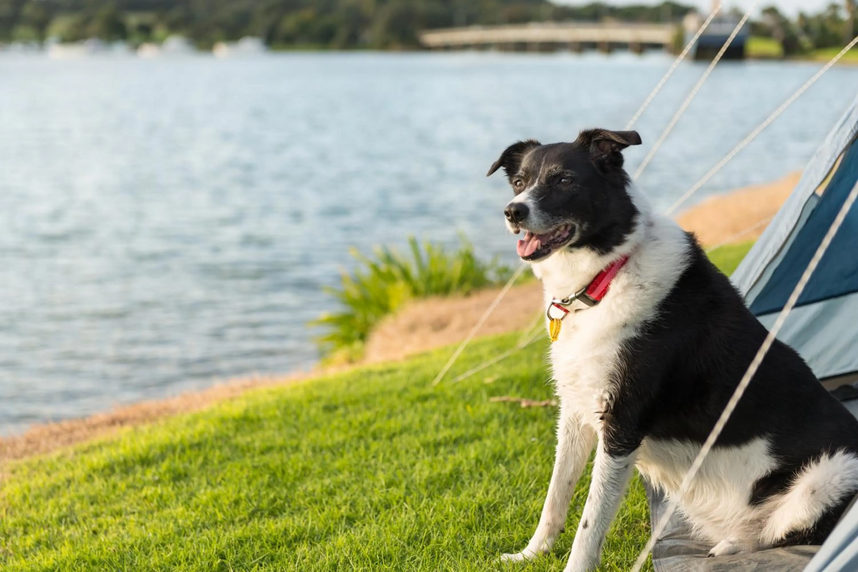 Pets in Waitangi Holiday Park