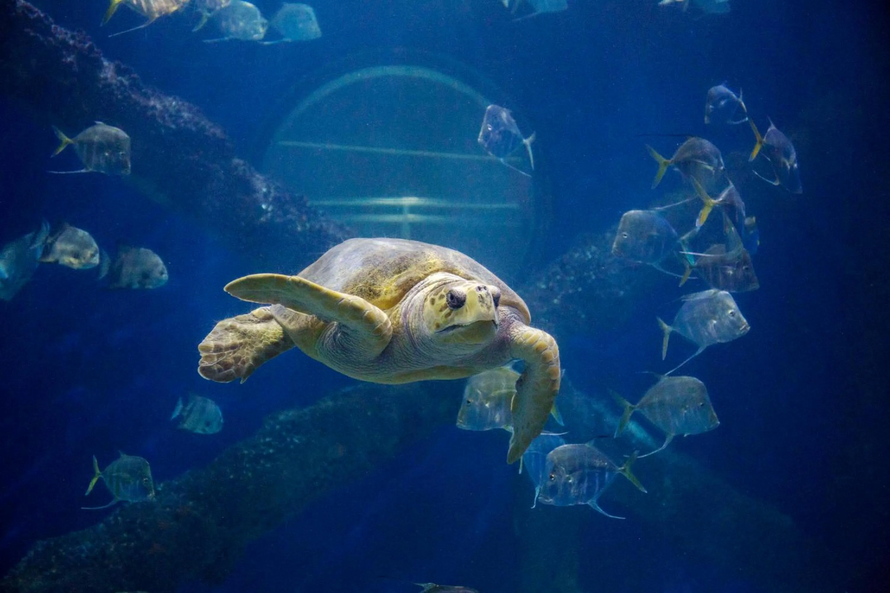 Location in Hyatt Place Virginia Beach Oceanfront