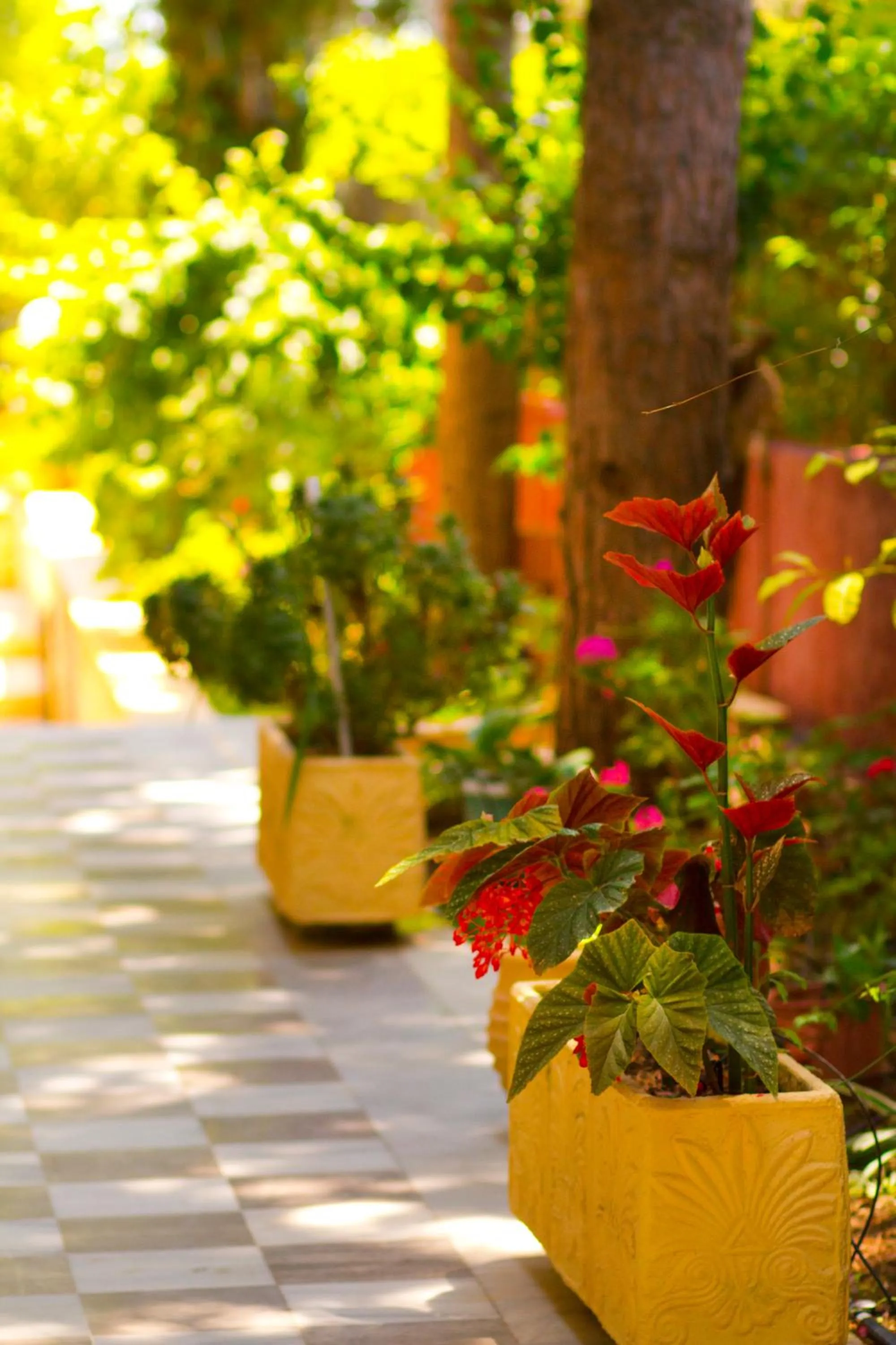 Garden in Pyrgaraki Studios and Apartments