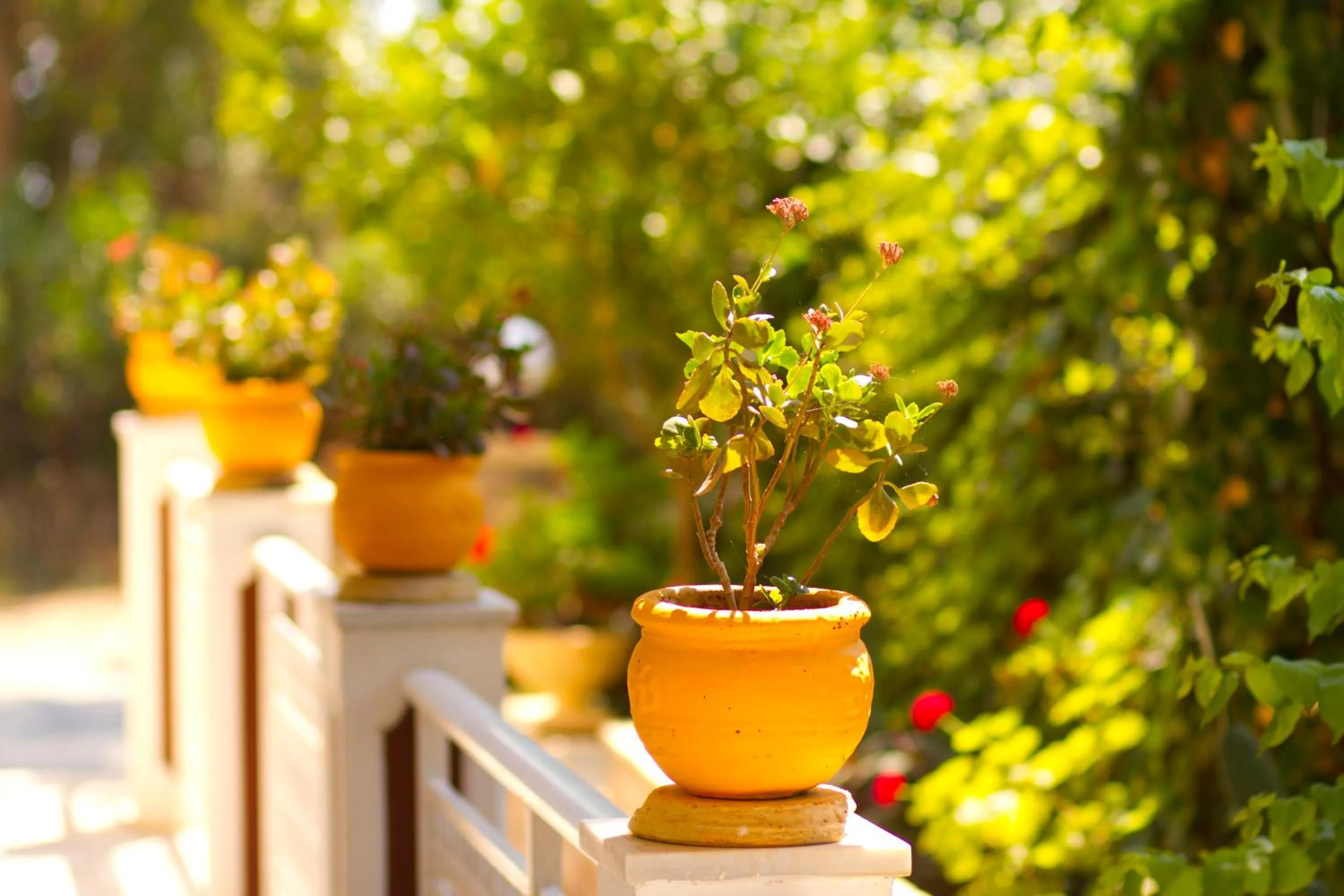 Garden in Pyrgaraki Studios and Apartments