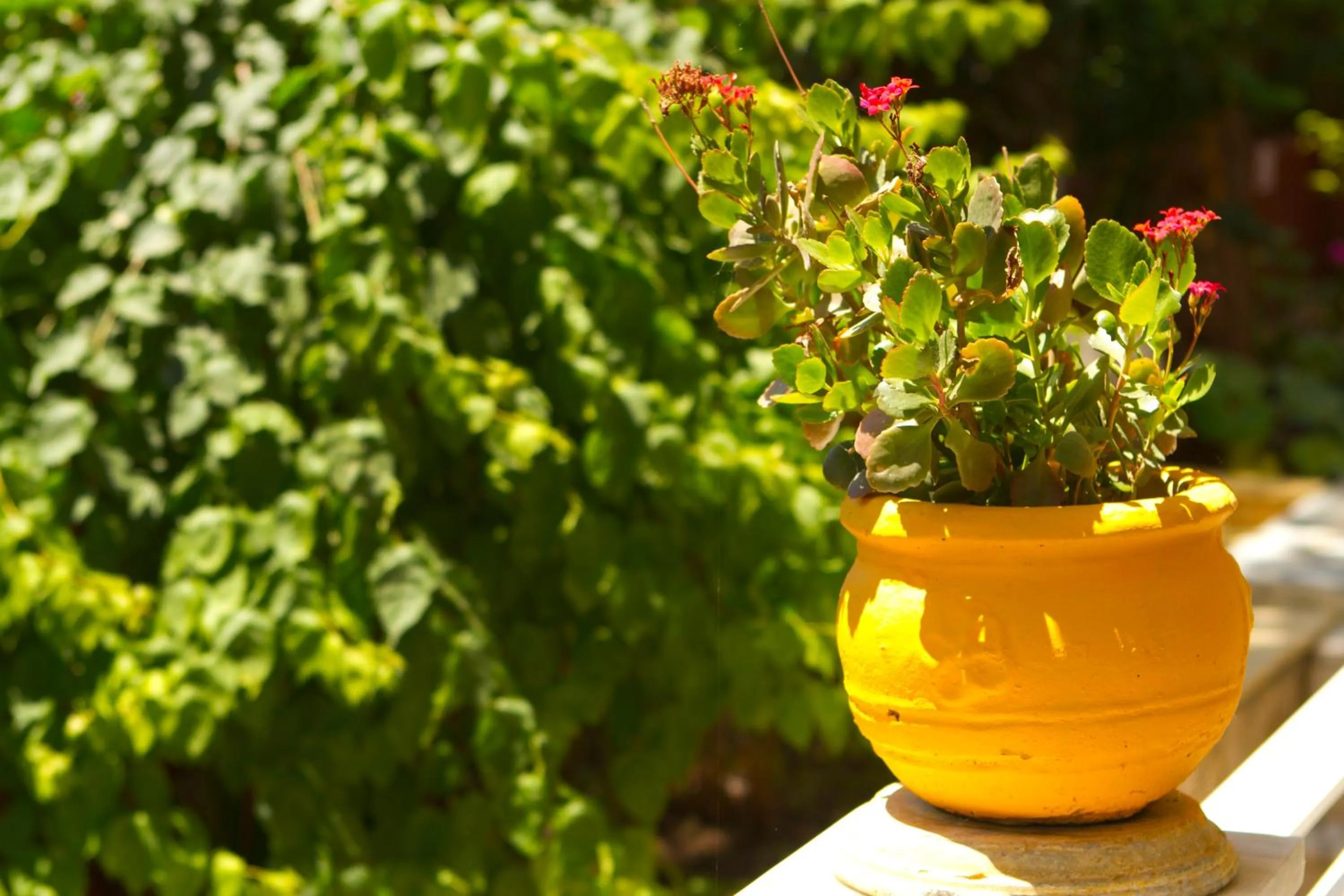 Garden in Pyrgaraki Studios and Apartments