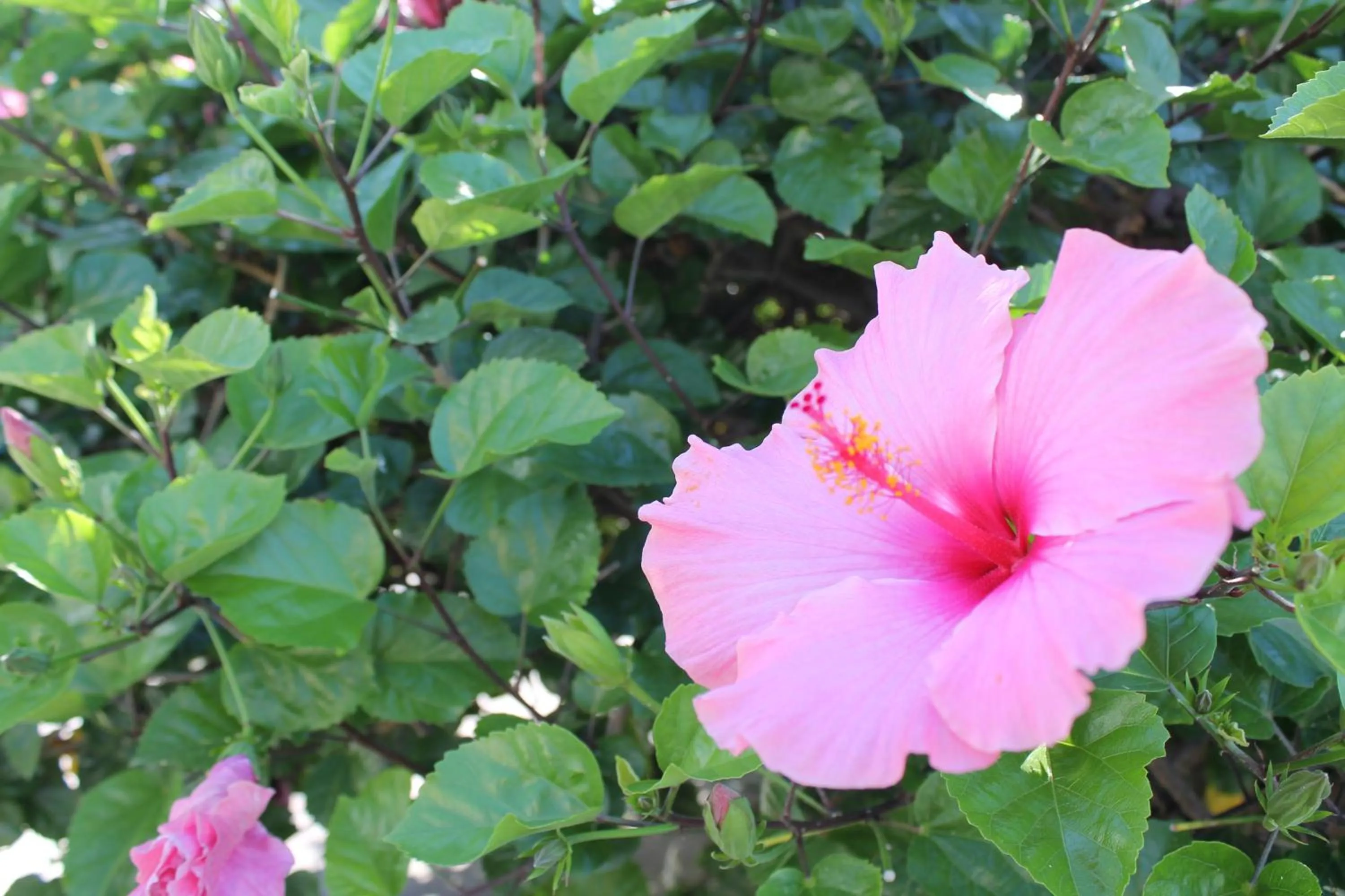 Decorative detail in Hotel Terme Alexander