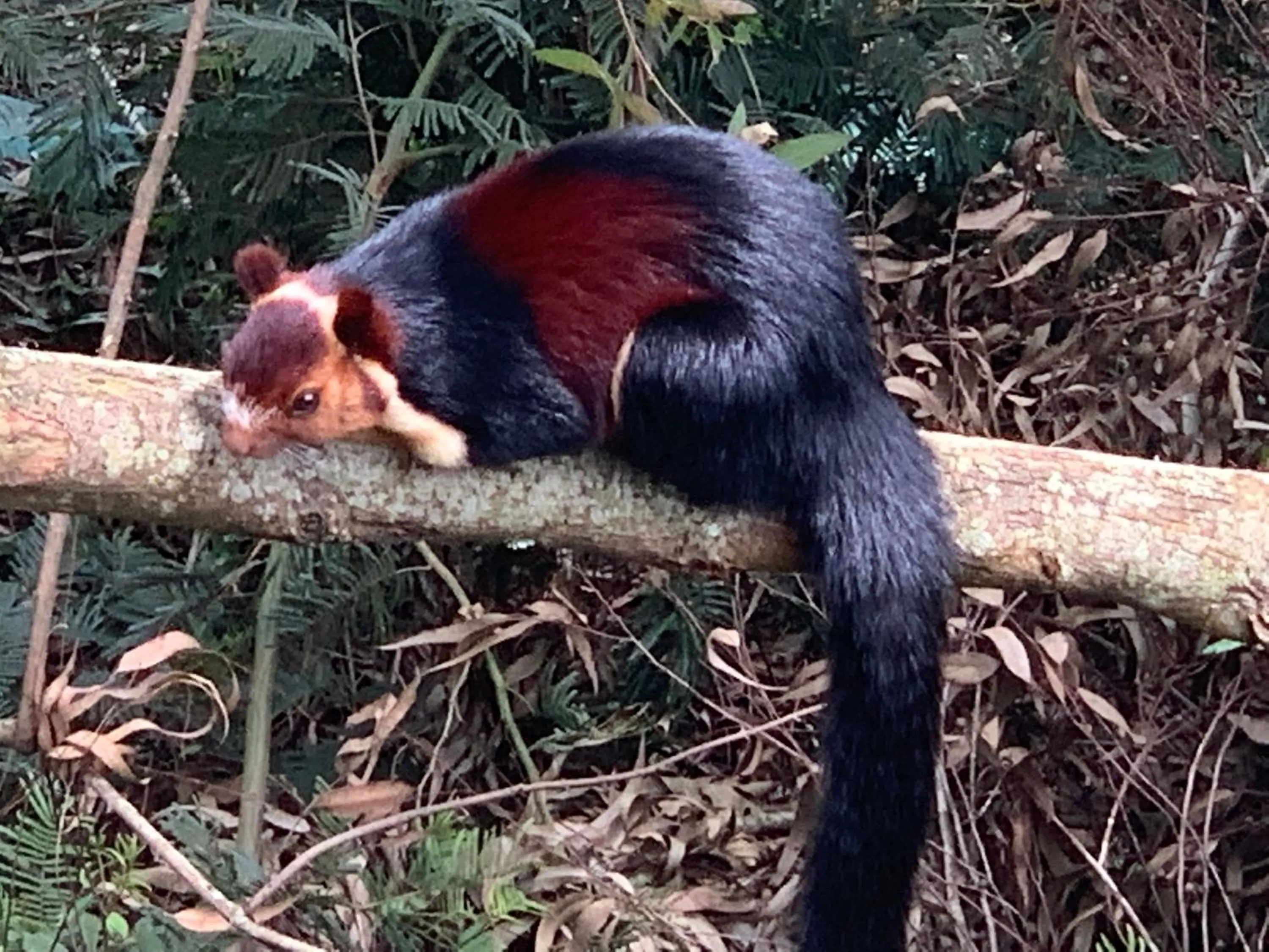 Bogar Palace Kodaikanal