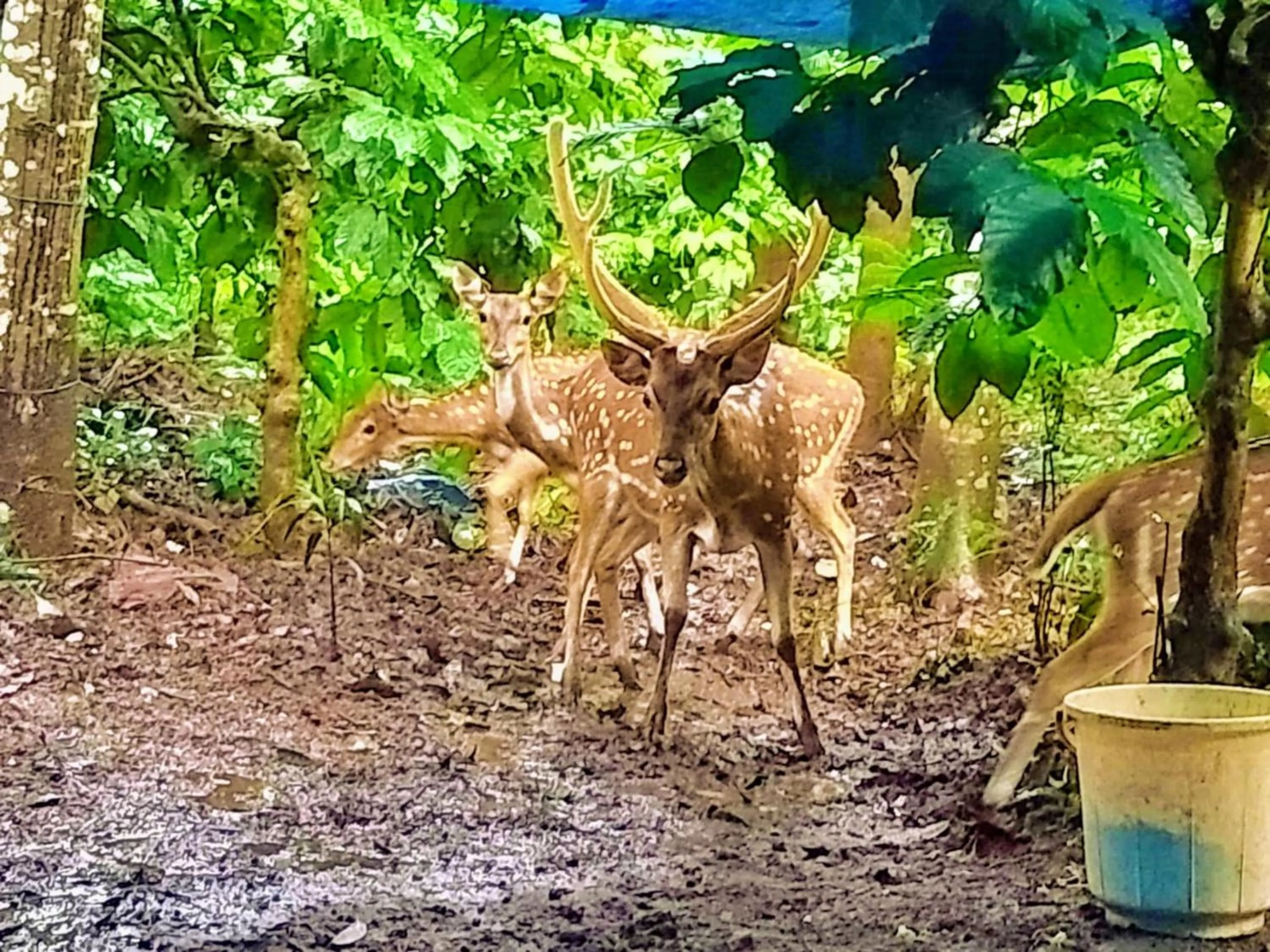 Day in Adrak Mountain Mist Forest Resort