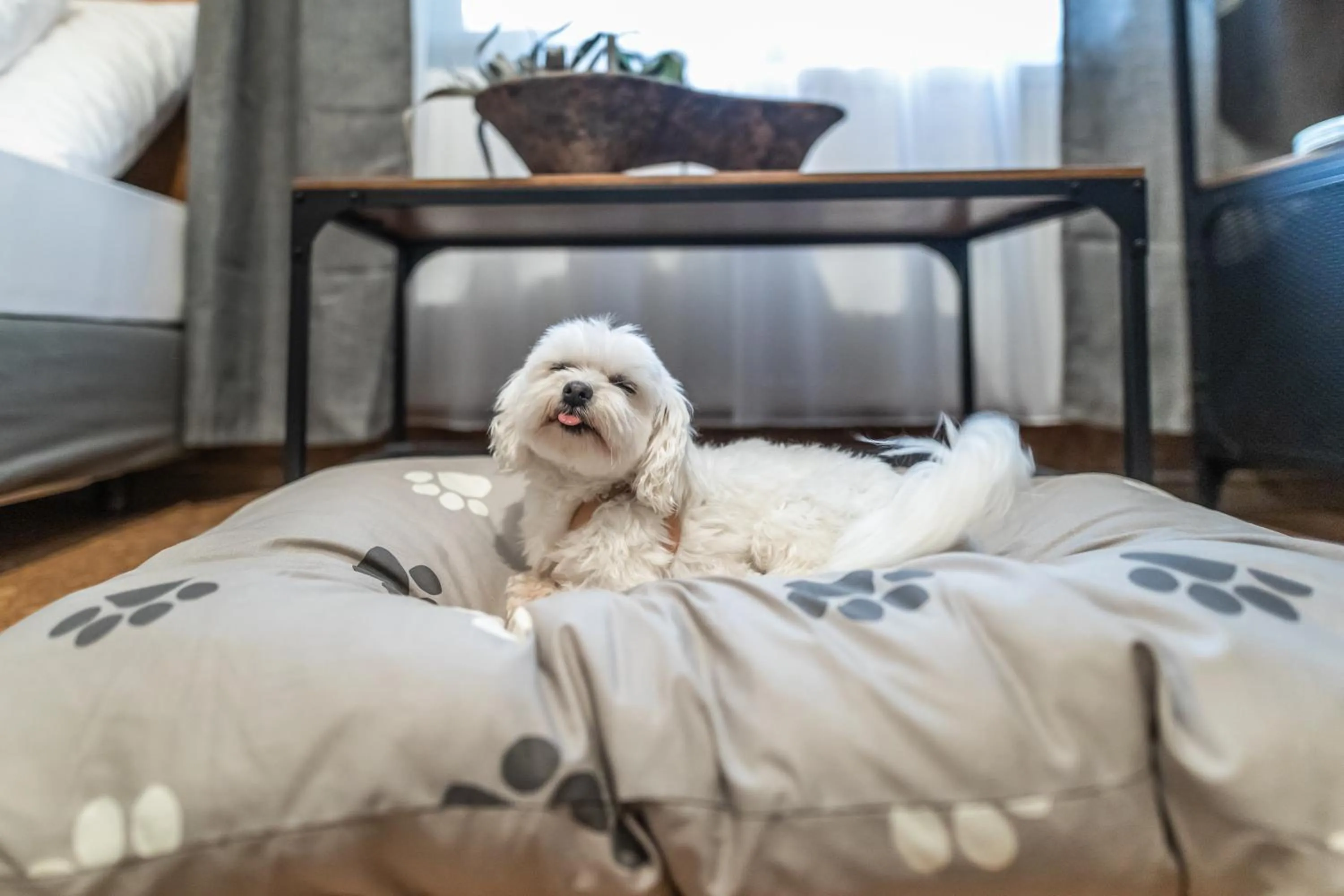 Pets, Bed in 4 Évszak Völgyhotel