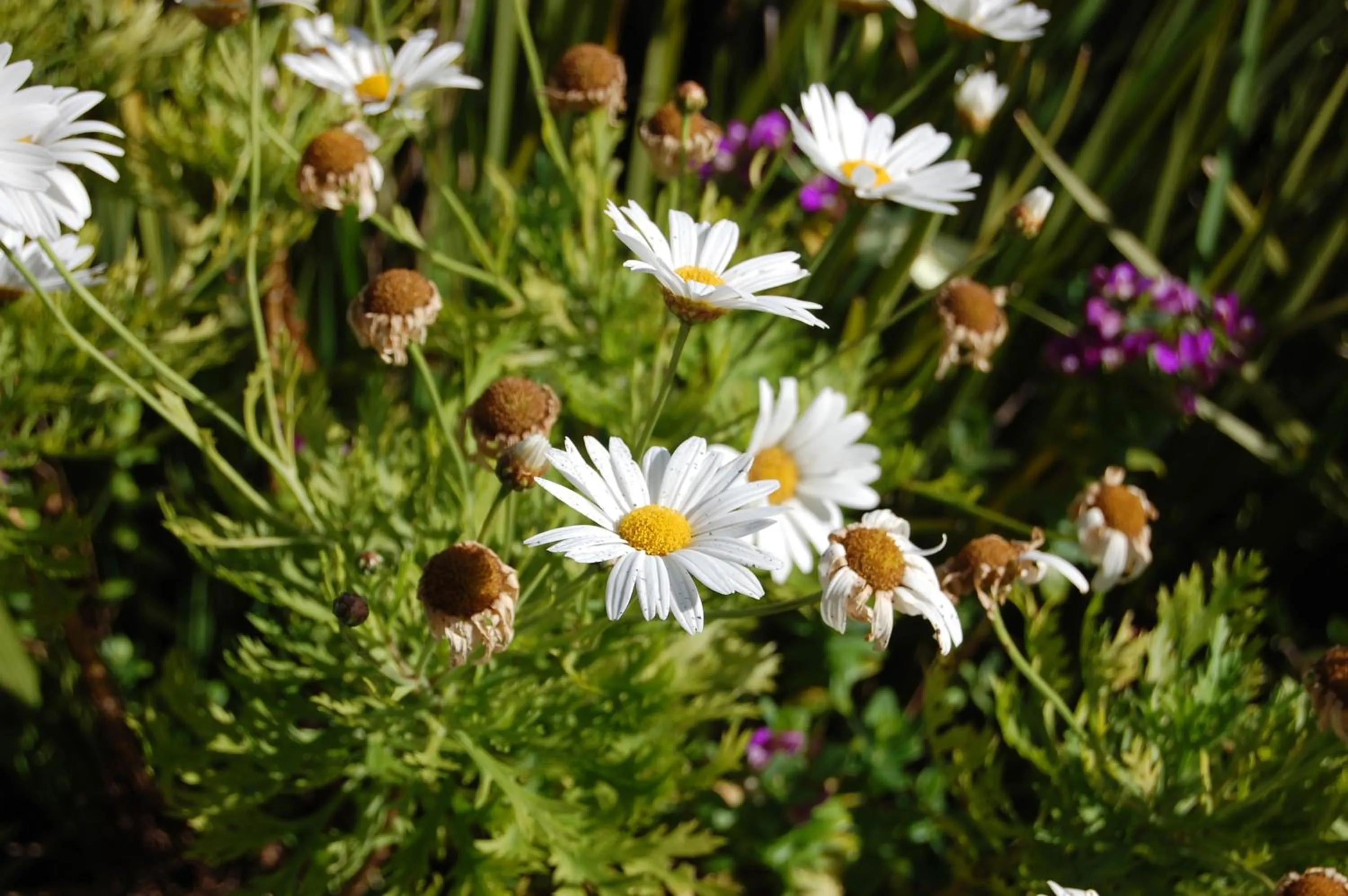 Garden view in Castleton Self-Catering Accommodation