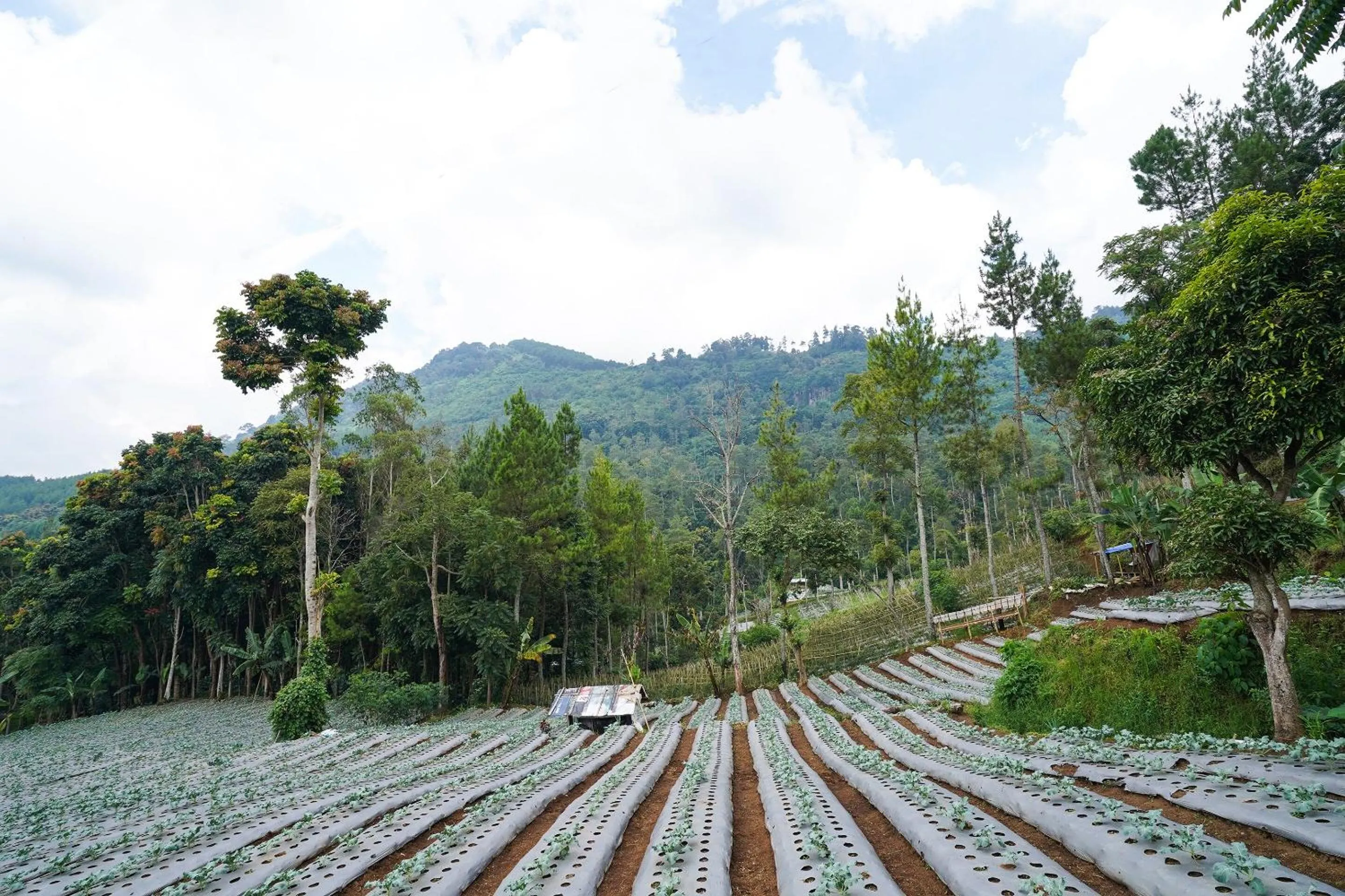 Other in OYO Homes 91006 Eco Tourism Desa Cibodas Areng 5 Syariah