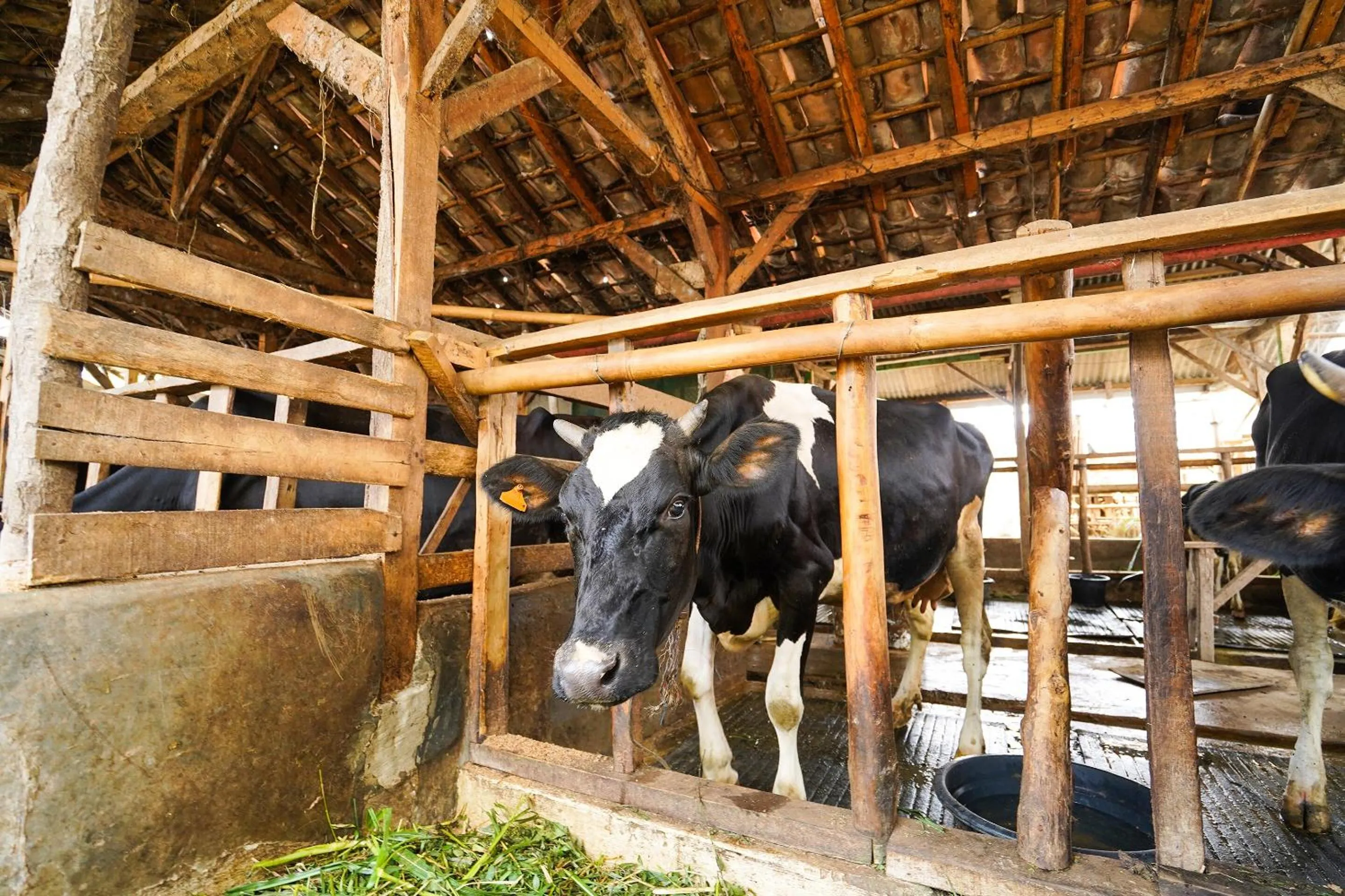 Other in OYO Homes 91006 Eco Tourism Desa Cibodas Areng 5 Syariah