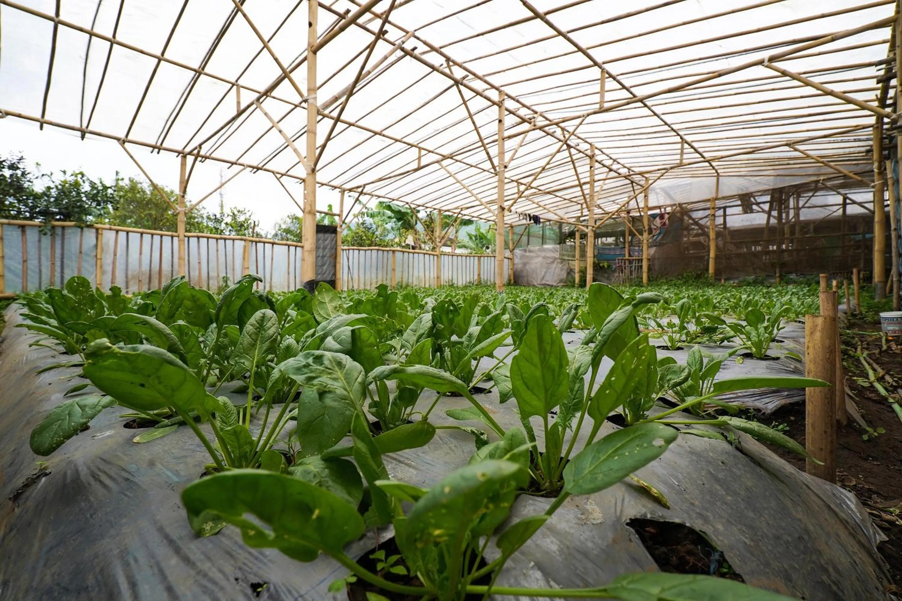 Other in OYO Homes 91006 Eco Tourism Desa Cibodas Areng 5 Syariah