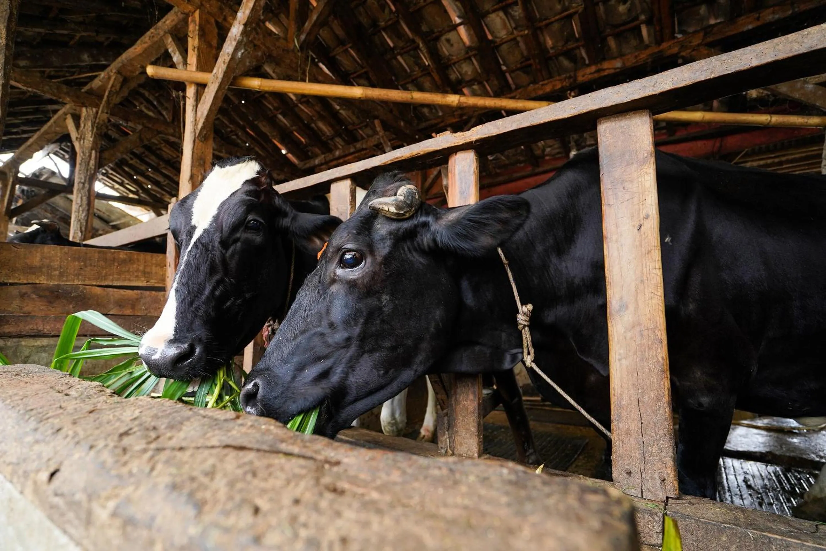 Other in OYO Homes 91006 Eco Tourism Desa Cibodas Areng 5 Syariah