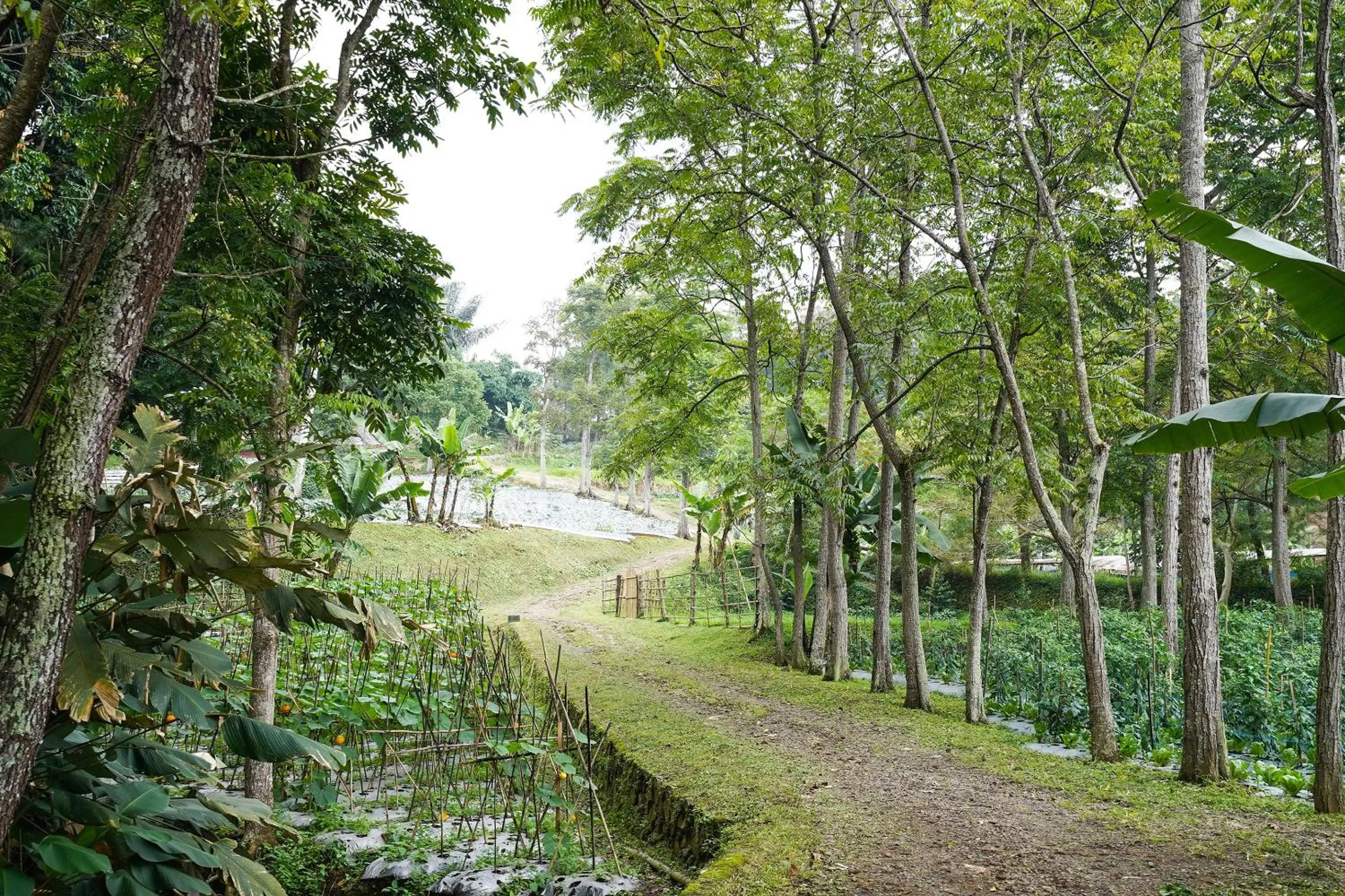 Other in OYO Homes 91006 Eco Tourism Desa Cibodas Areng 5 Syariah