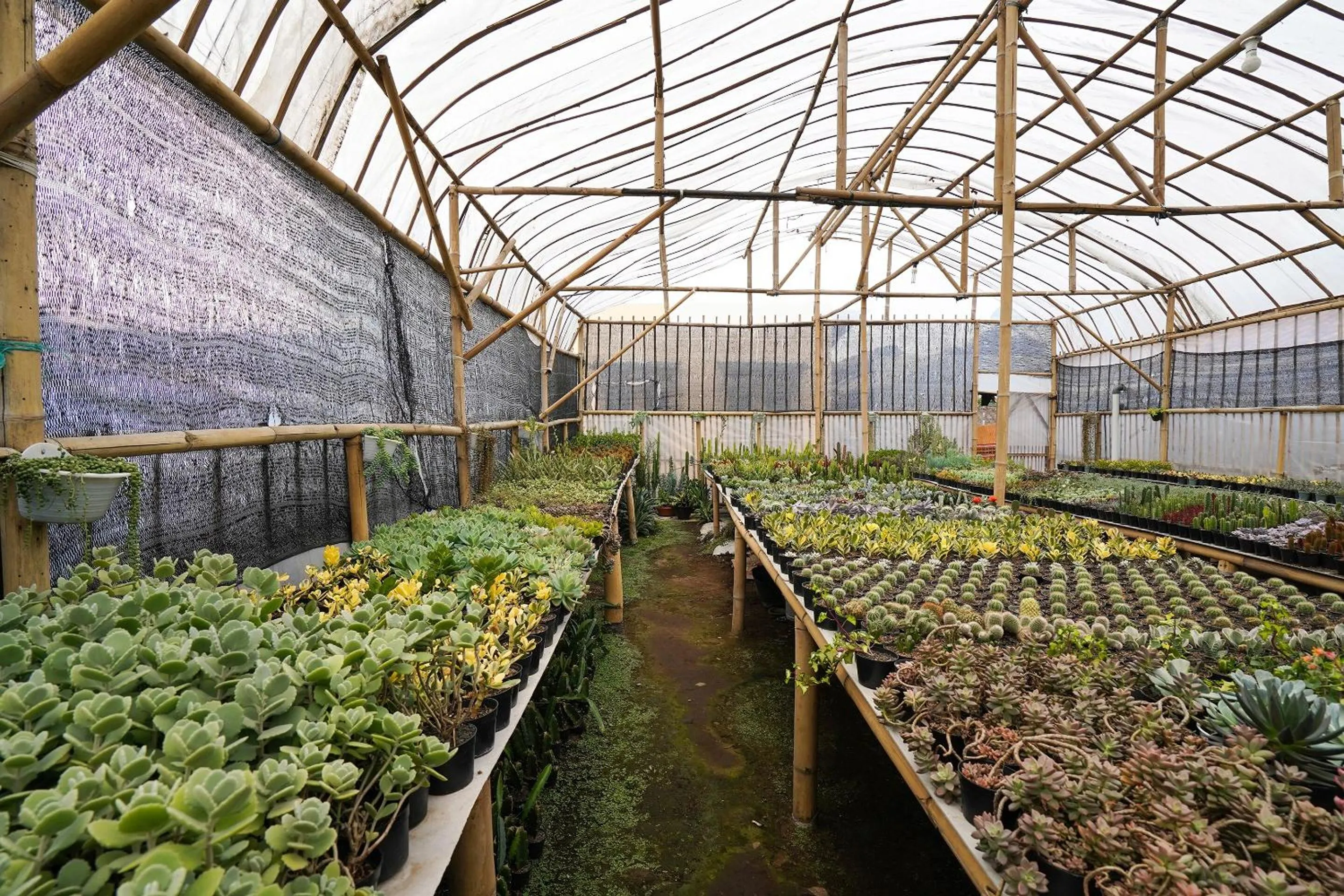 Other in OYO Homes 91006 Eco Tourism Desa Cibodas Areng 5 Syariah