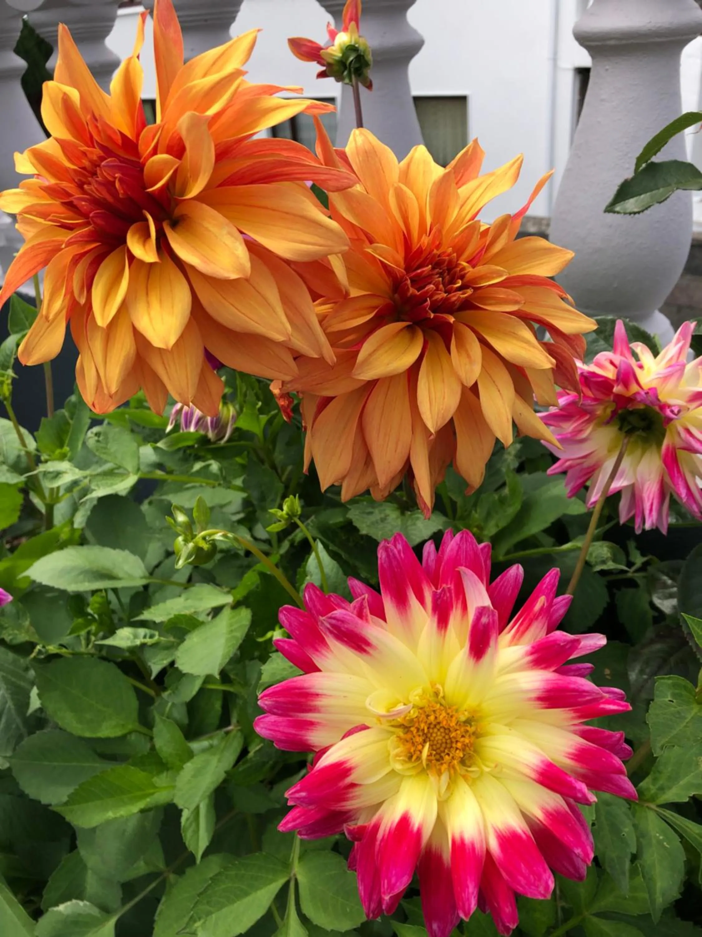 Garden in Seacrest B&B