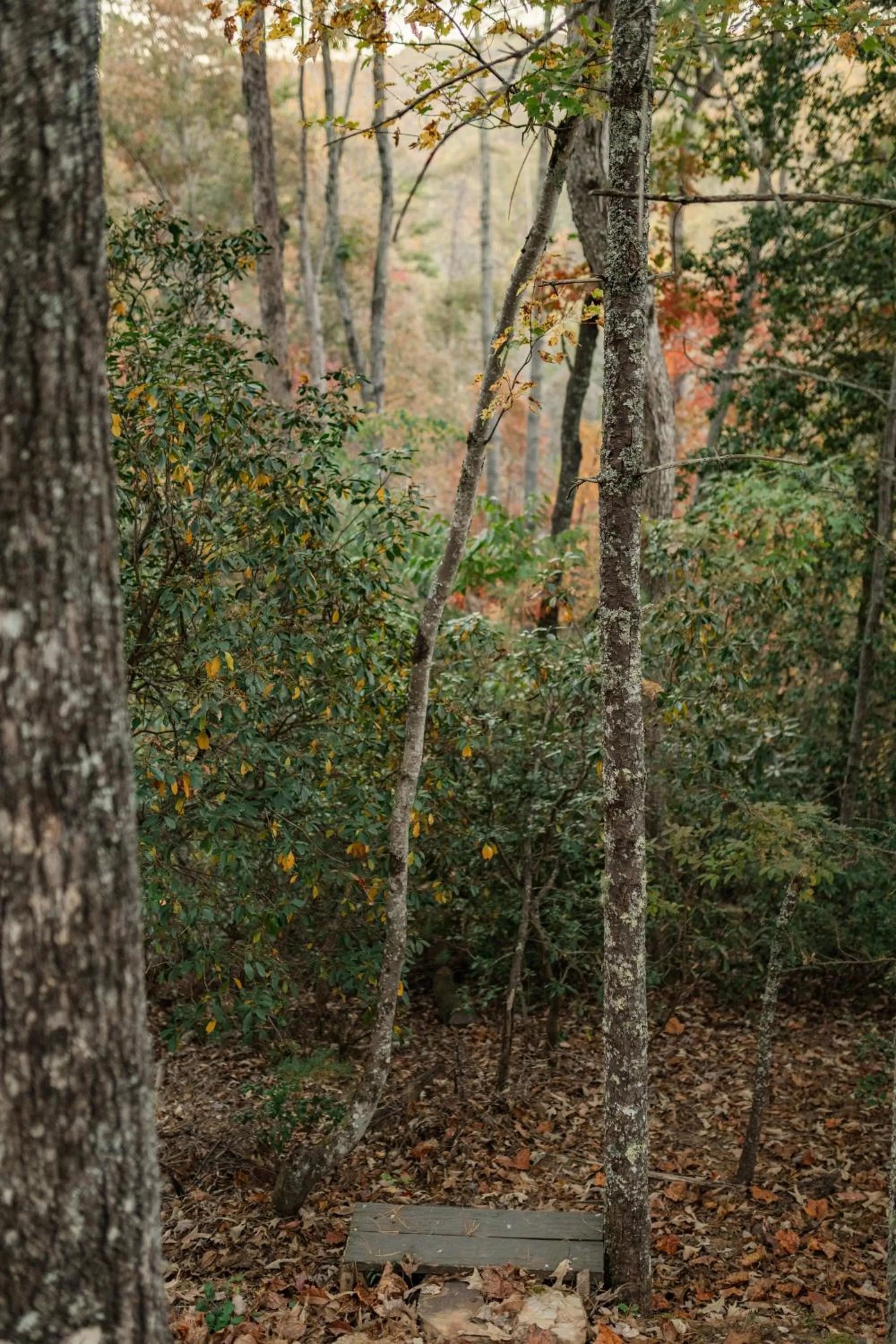Log Cabin with Mountain View and Privacy