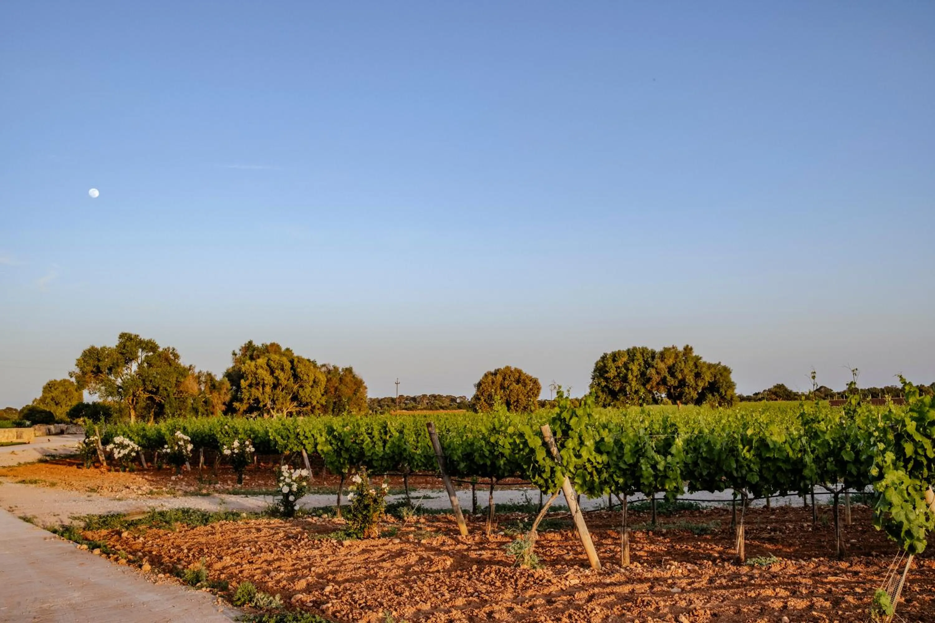 Natural landscape in Finca Gomera - Agroturismo Hotel