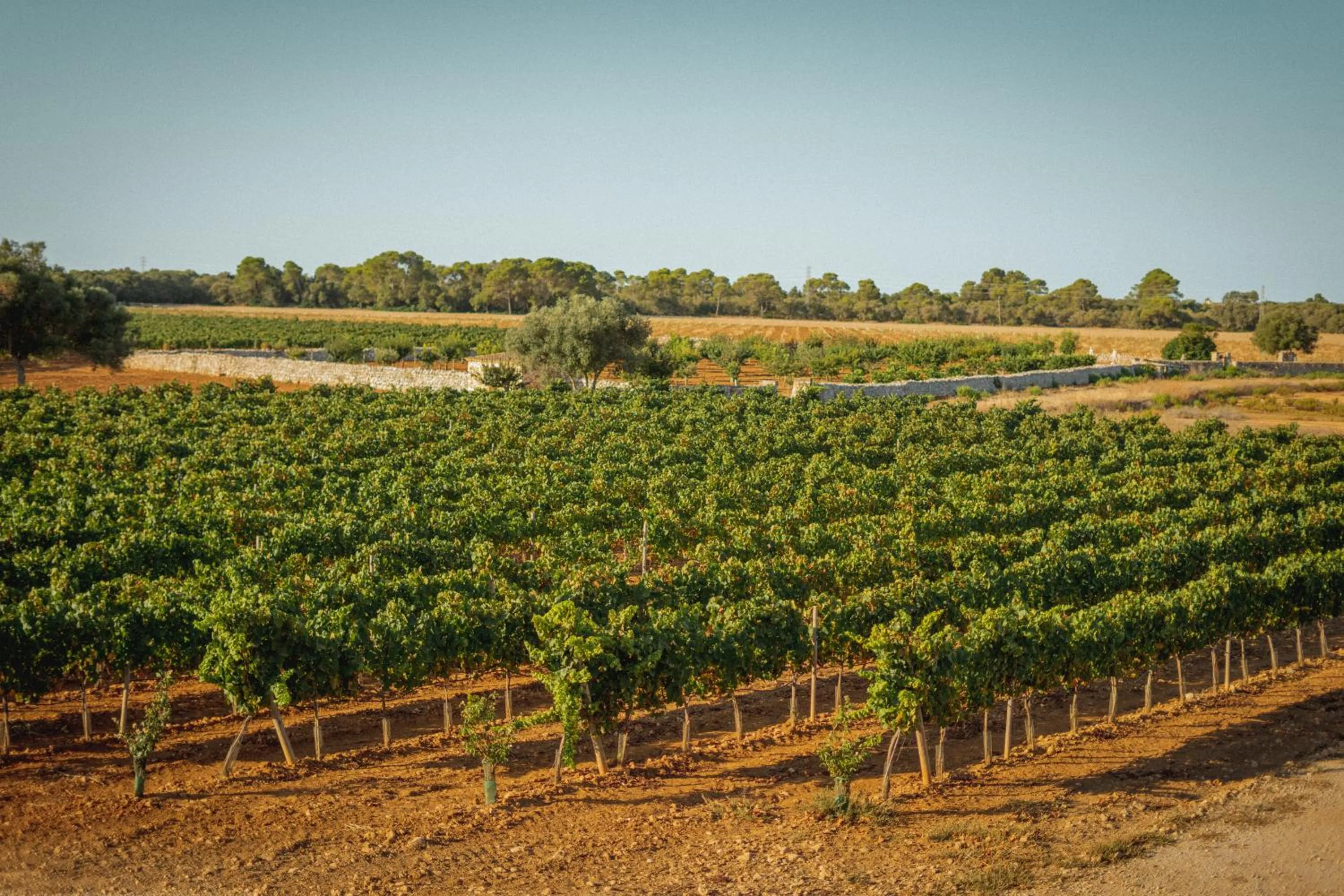 Natural landscape in Finca Gomera - Agroturismo Hotel