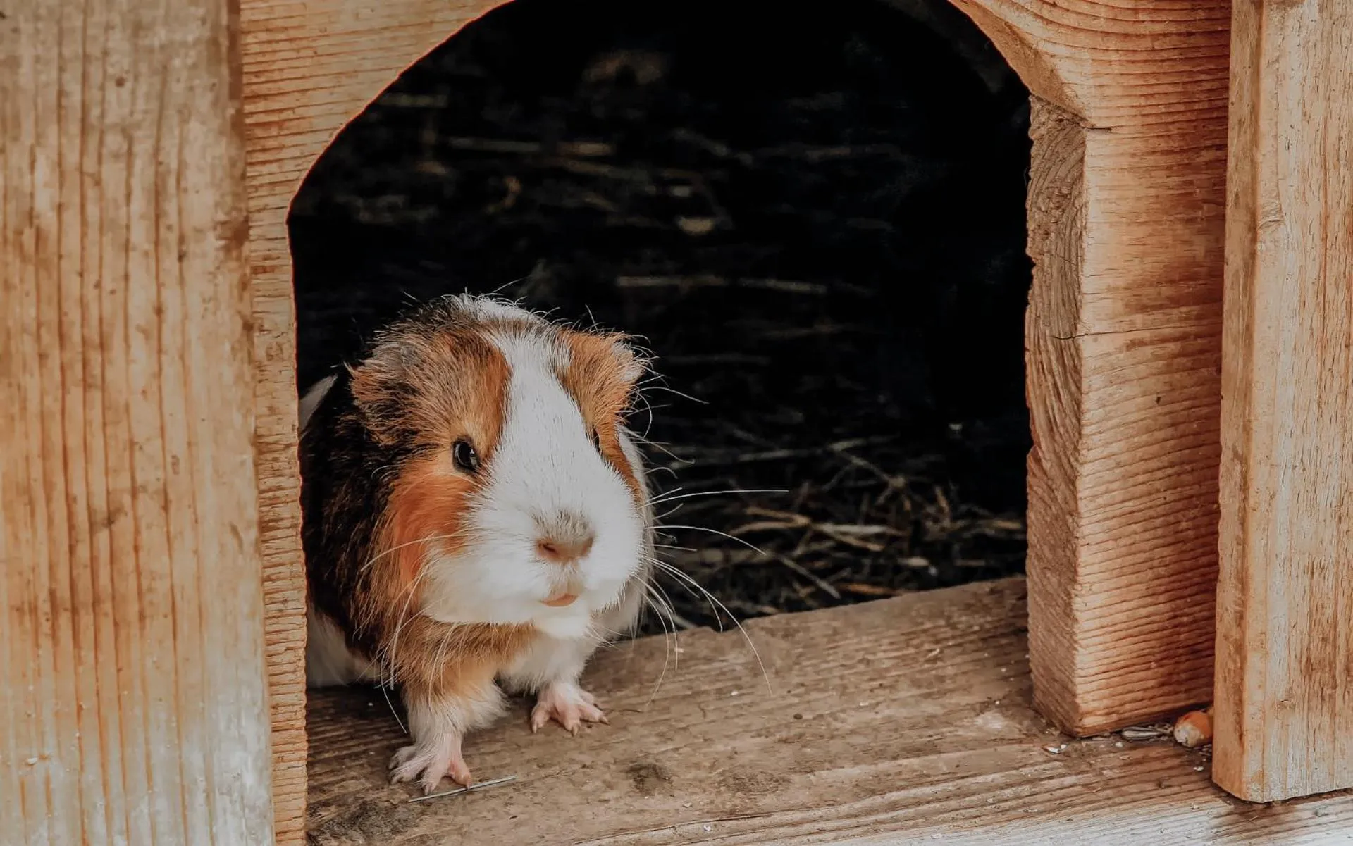 Animals in Biohof Ebengut