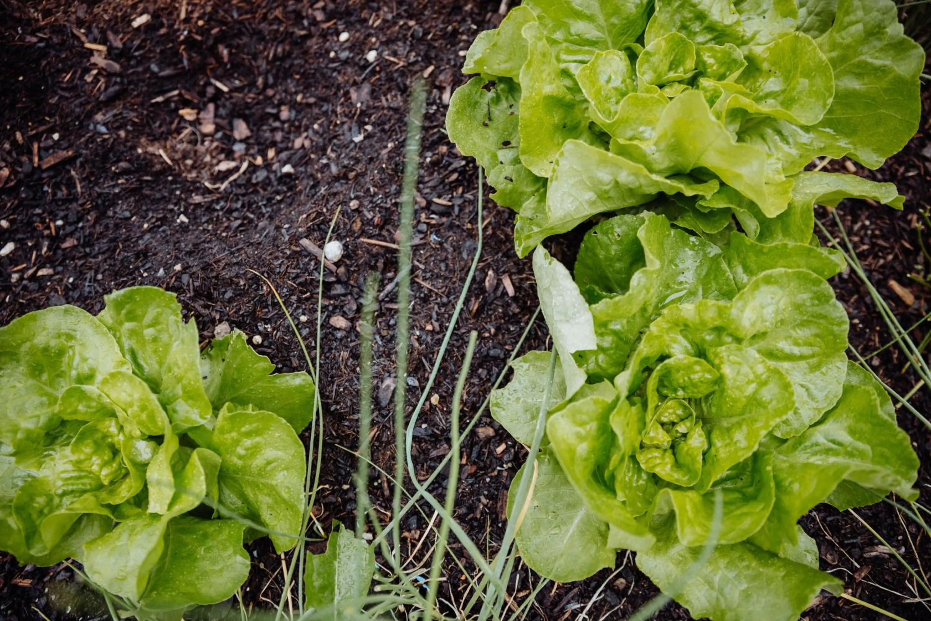 Garden in Biohof Ebengut