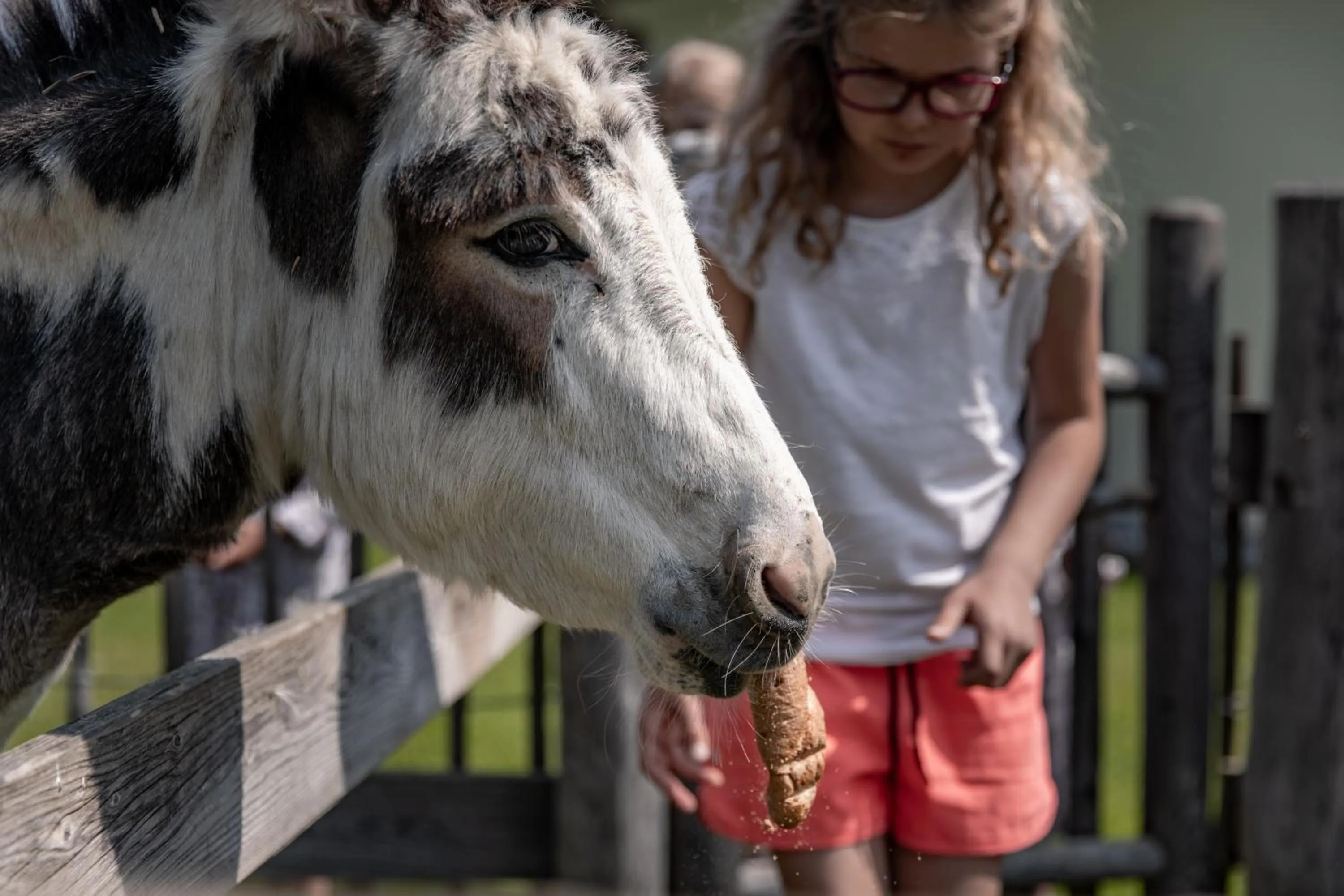 Animals in Biohof Ebengut