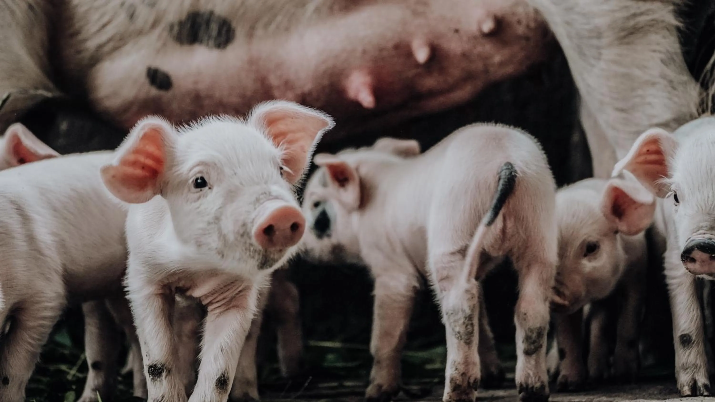 Animals in Biohof Ebengut