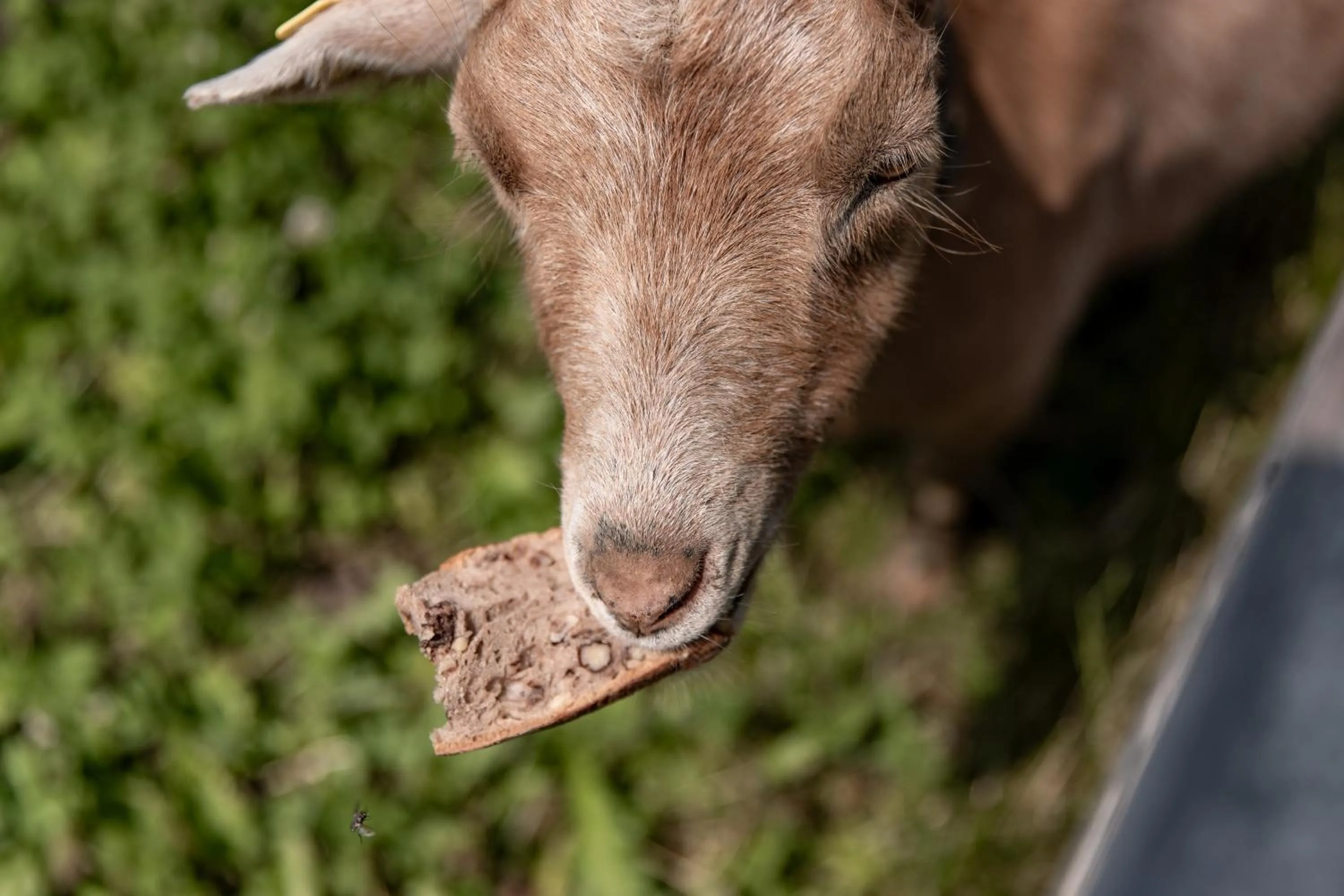 Animals in Biohof Ebengut
