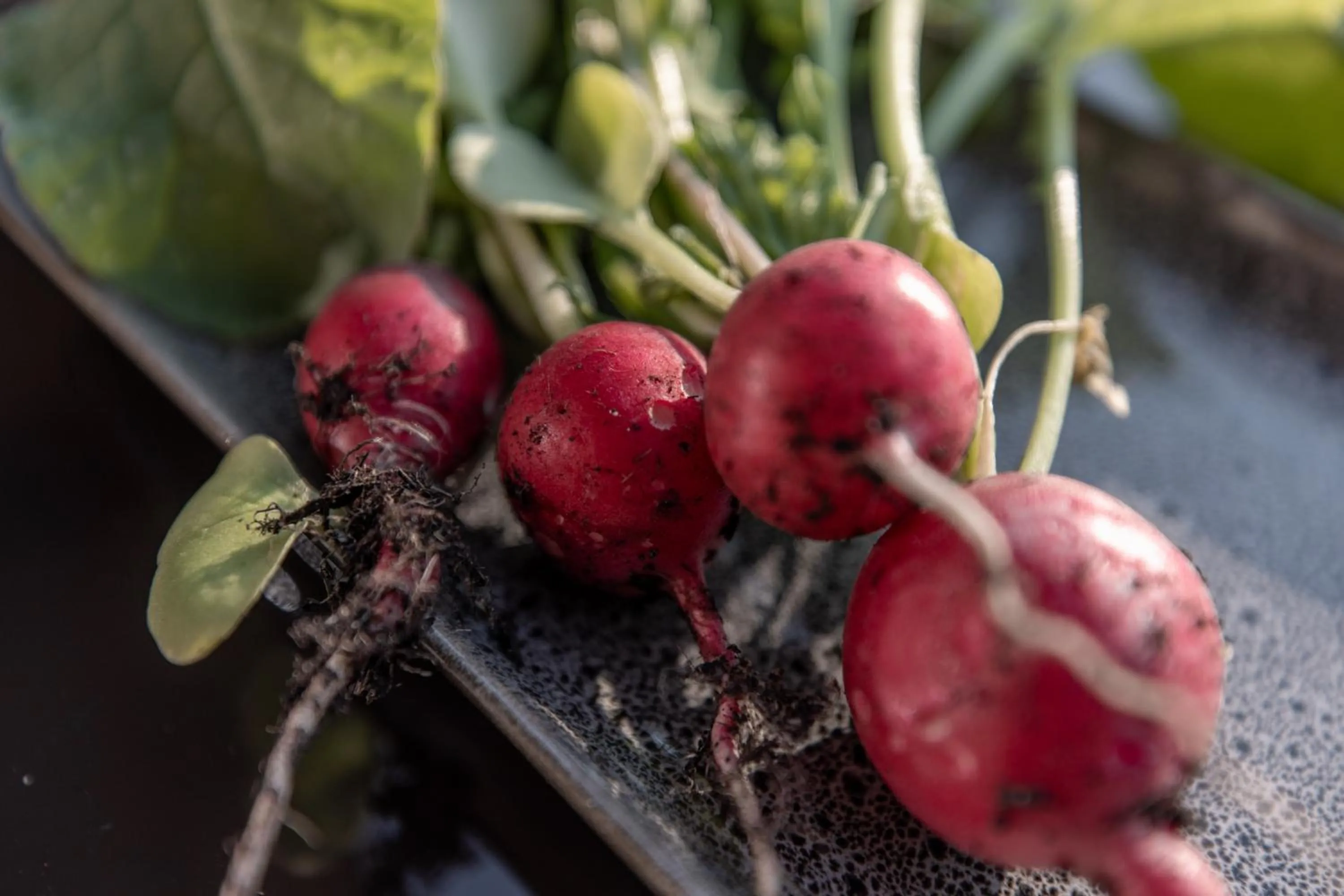 Garden in Biohof Ebengut