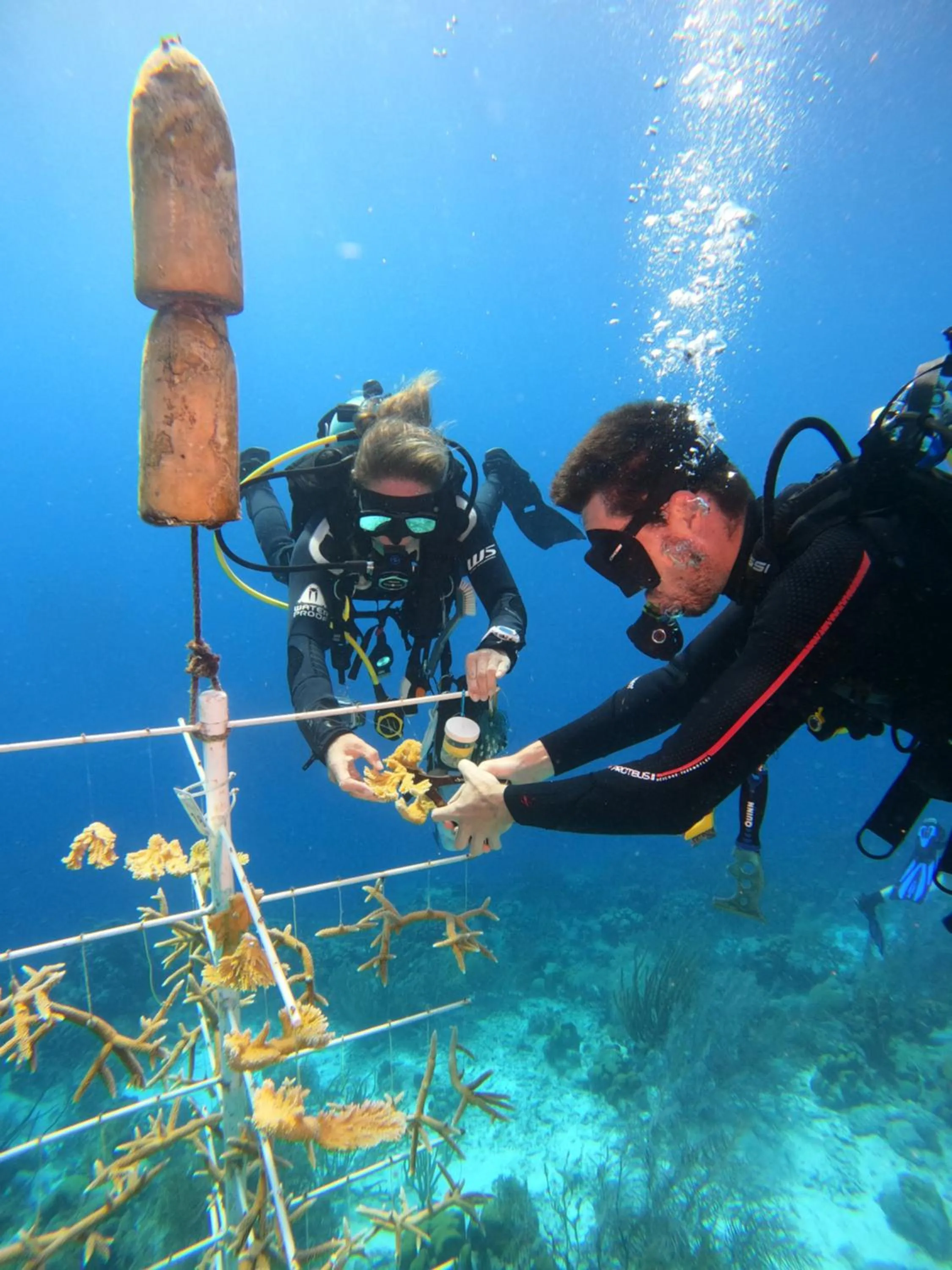 Diving in Bloozz resort Bonaire