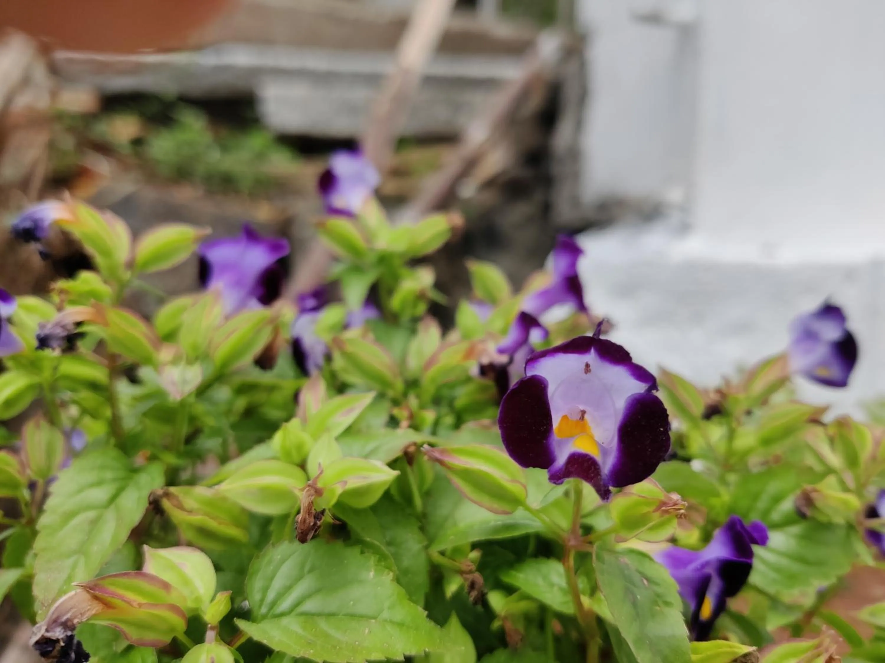 Garden in Bhavan Resorts