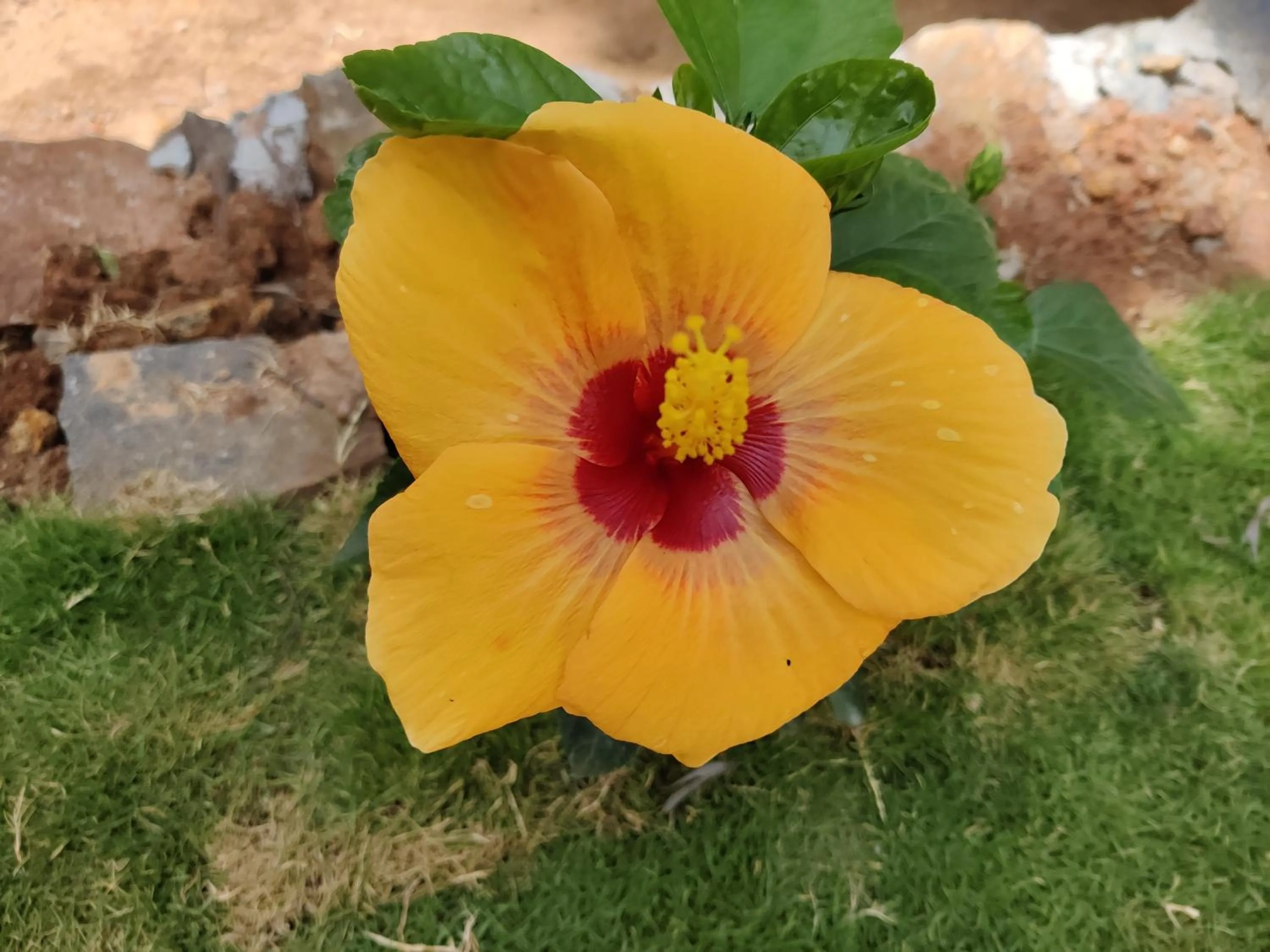 Garden in Bhavan Resorts