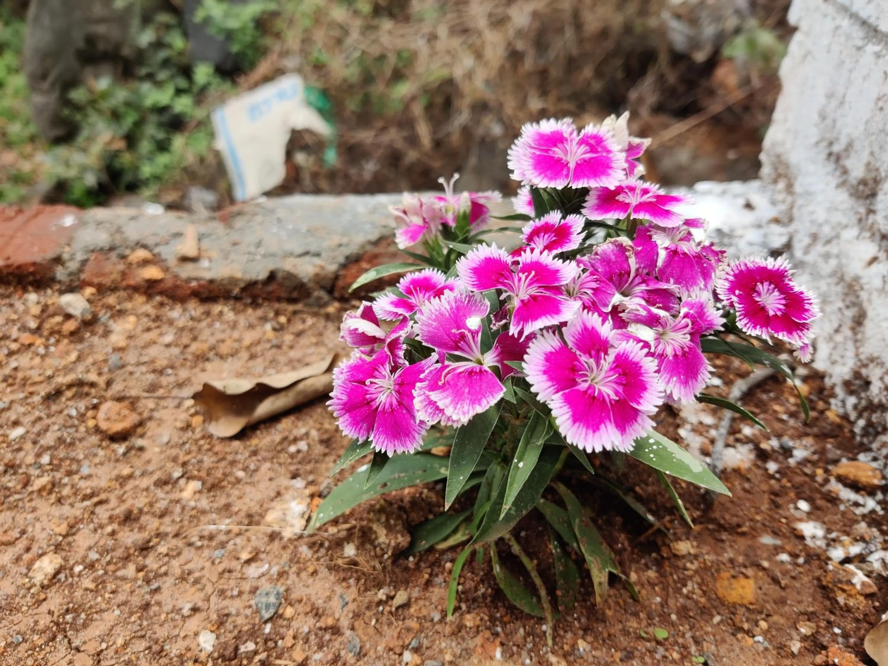 Garden in Bhavan Resorts