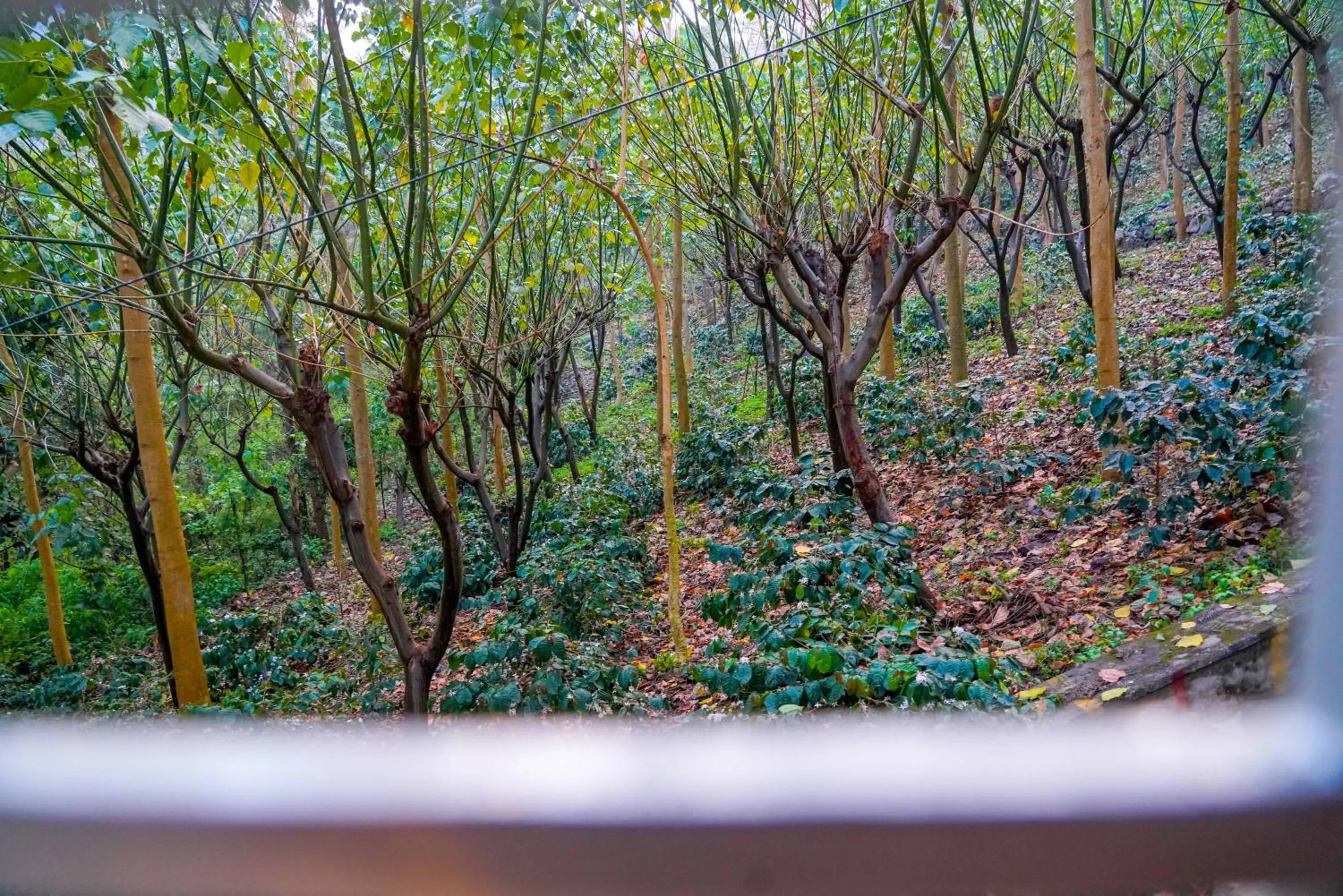 View (from property/room) in Bhavan Resorts