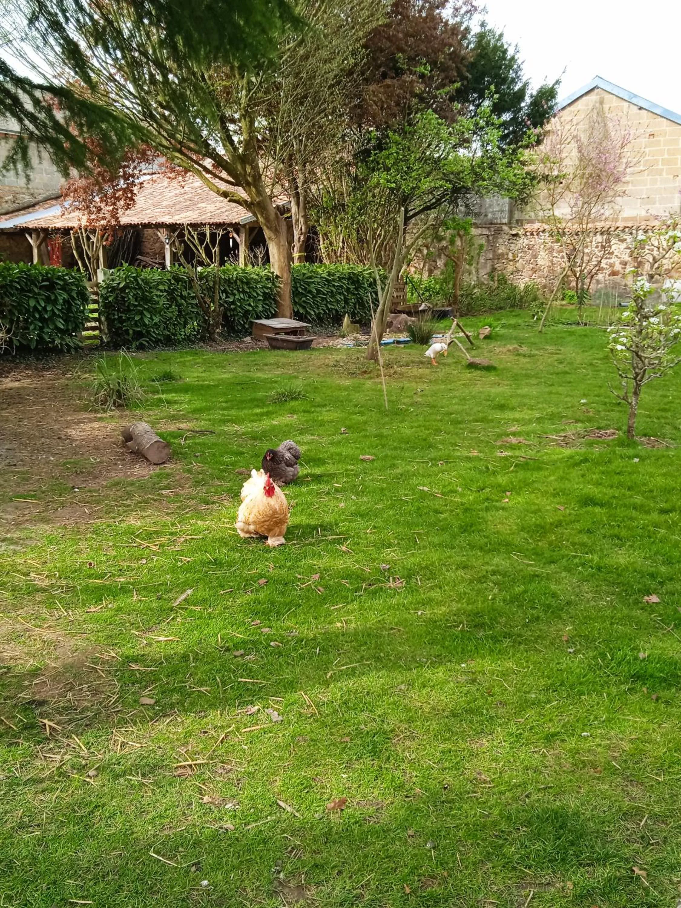 Pets in Les Clés du Parc