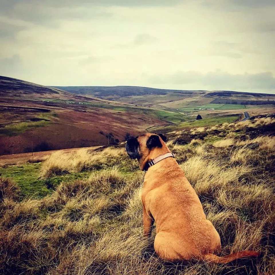 Natural landscape in Micro Barn Mickleton Barnard Castle
