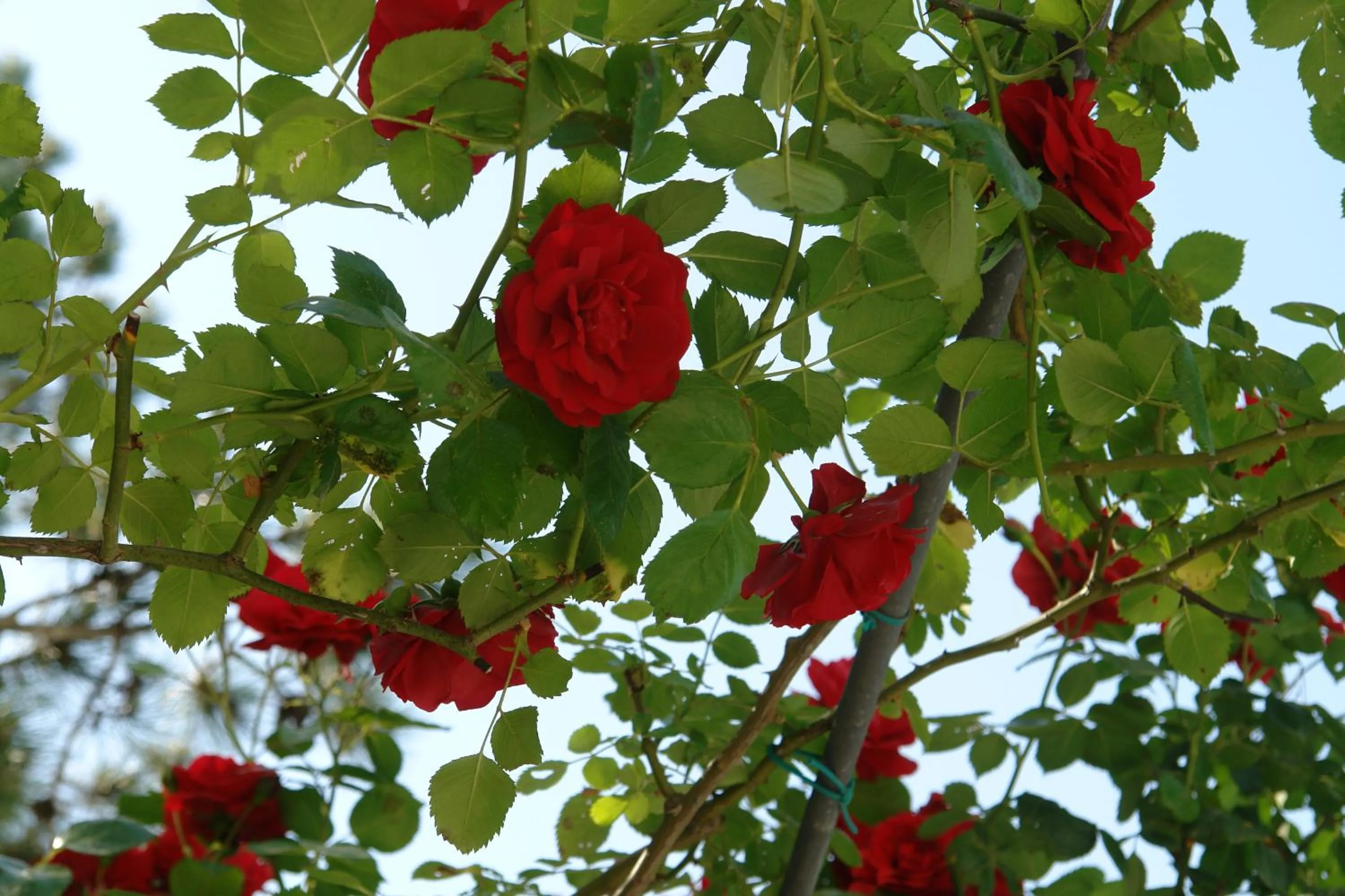 Other in Hotel Greif