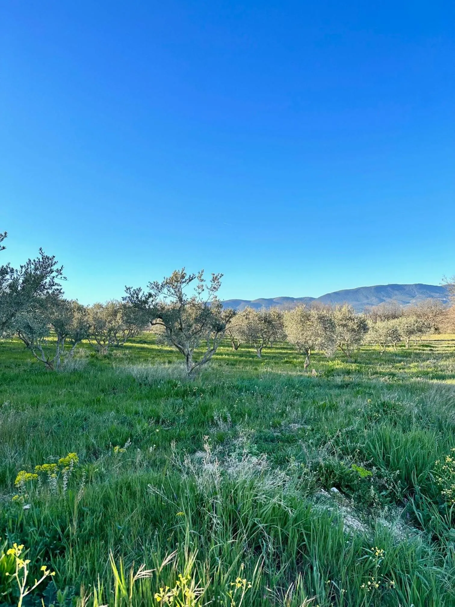 Natural landscape in Domaine La Ferme HI bride
