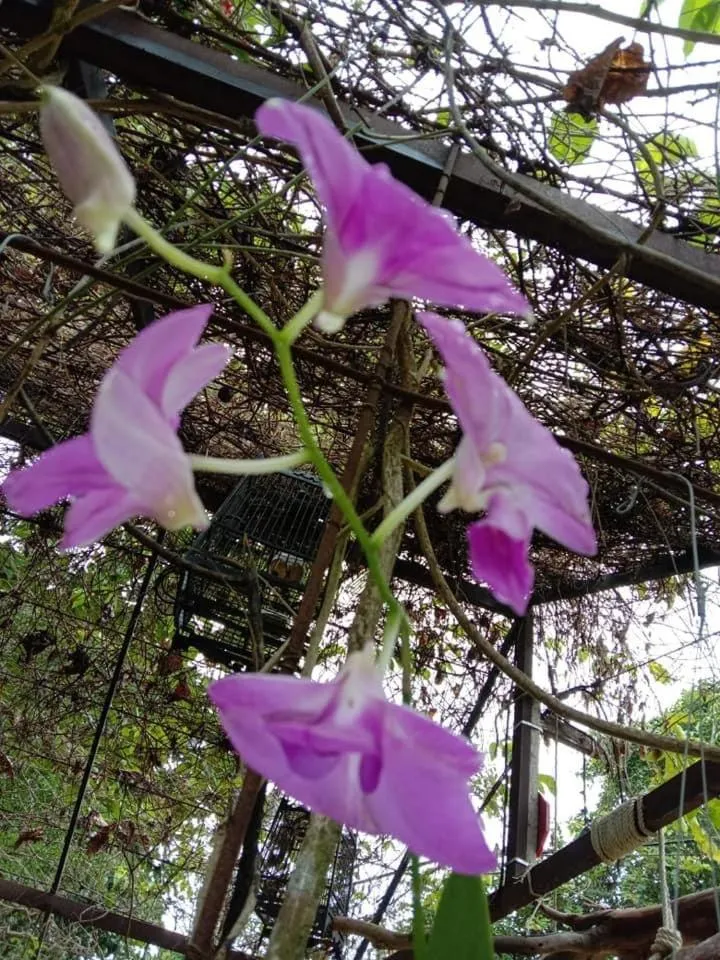 Garden in Green Garden Bungalows
