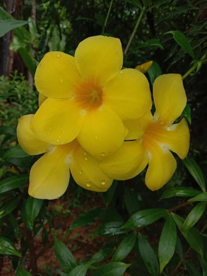 Garden in Green Garden Bungalows