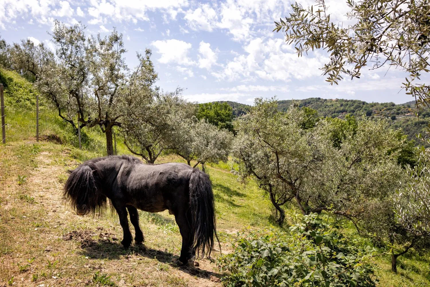 Garden in Il Poggio degli Olivi
