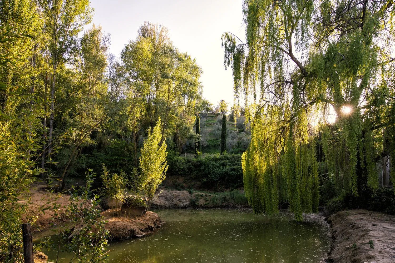 Garden in Il Poggio degli Olivi