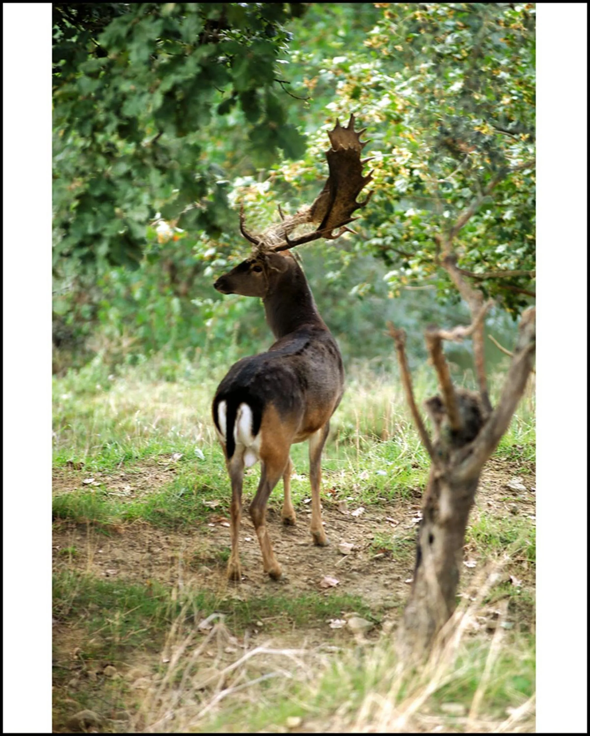 Garden in Il Poggio degli Olivi