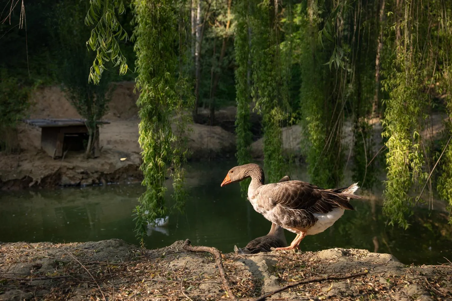 Garden in Il Poggio degli Olivi