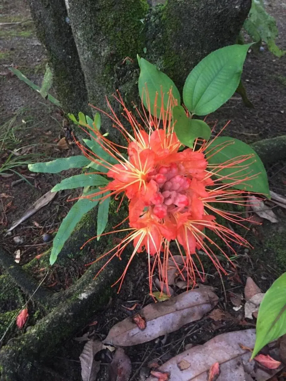 Garden in Ocean Forest Ecolodge