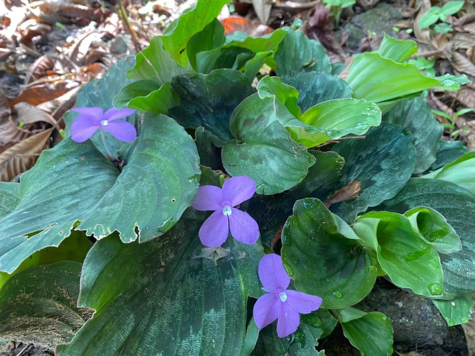 Garden in Ocean Forest Ecolodge