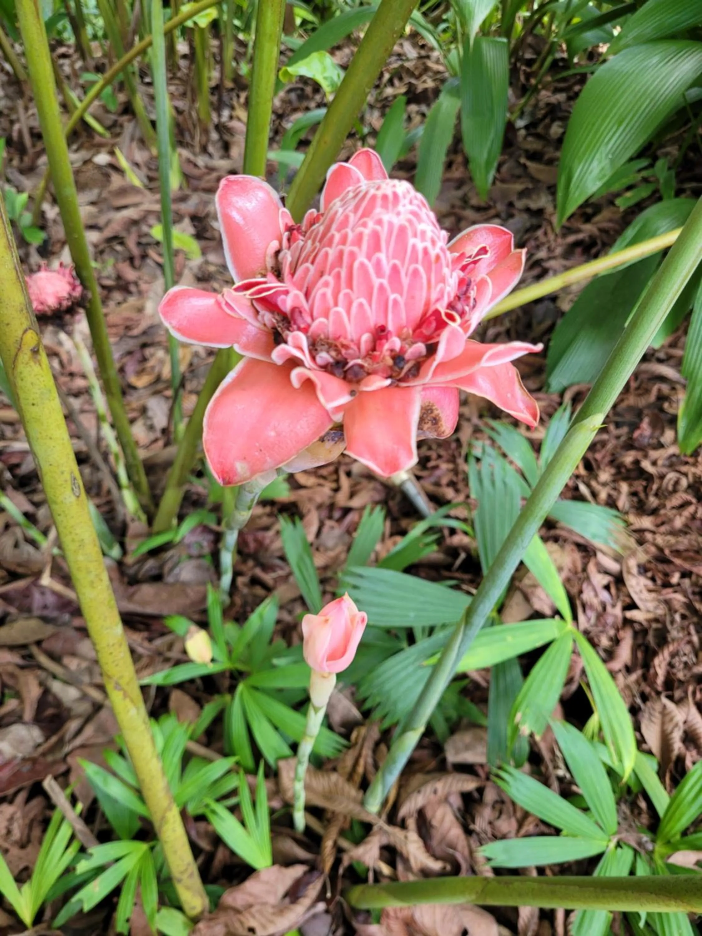 Garden in Ocean Forest Ecolodge