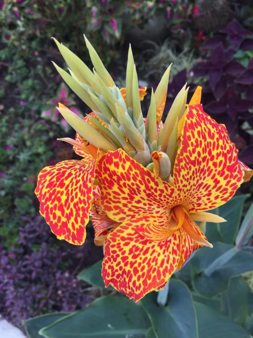 Natural landscape in Hotel Ladera